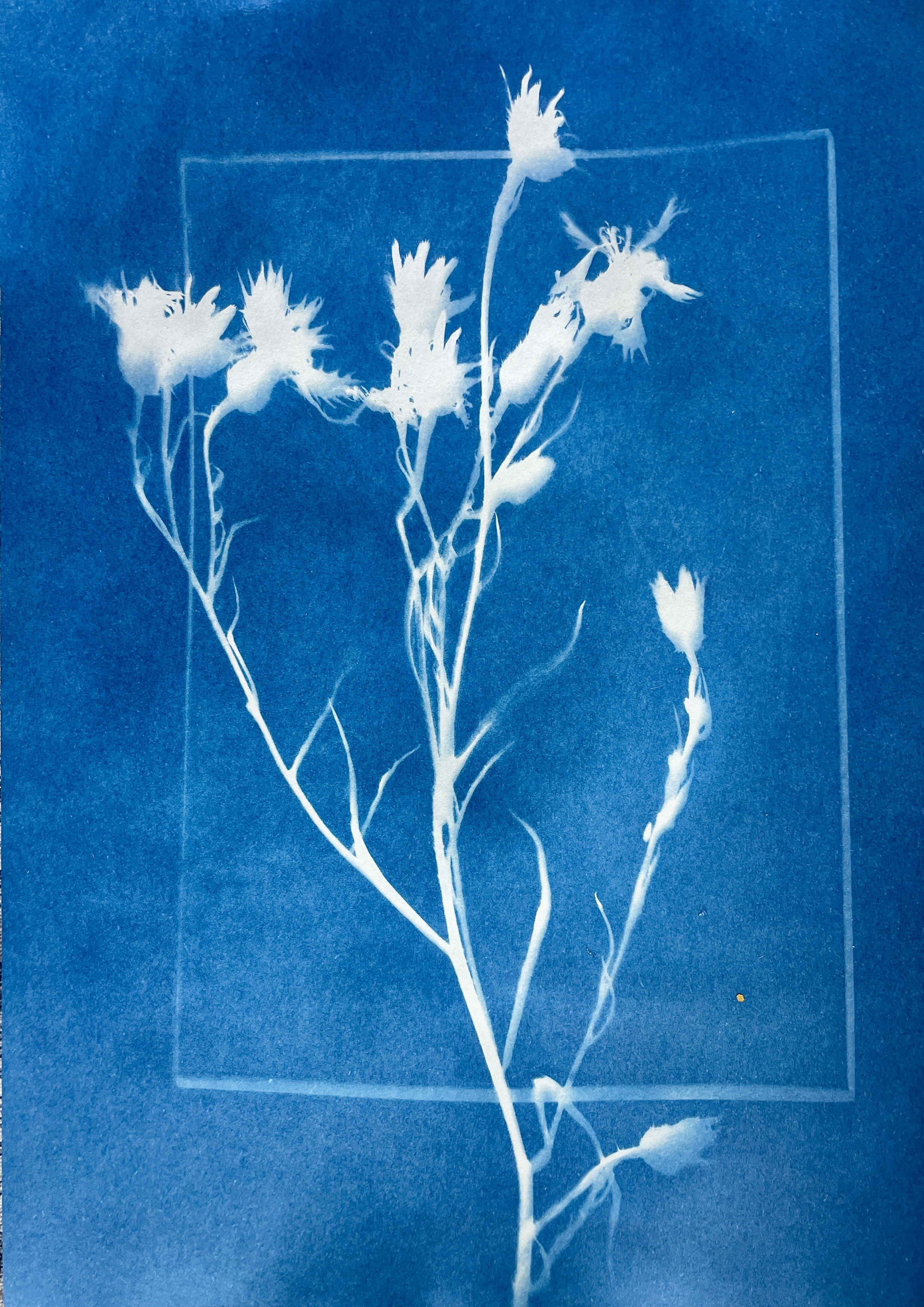 Photo by siobhanflannery