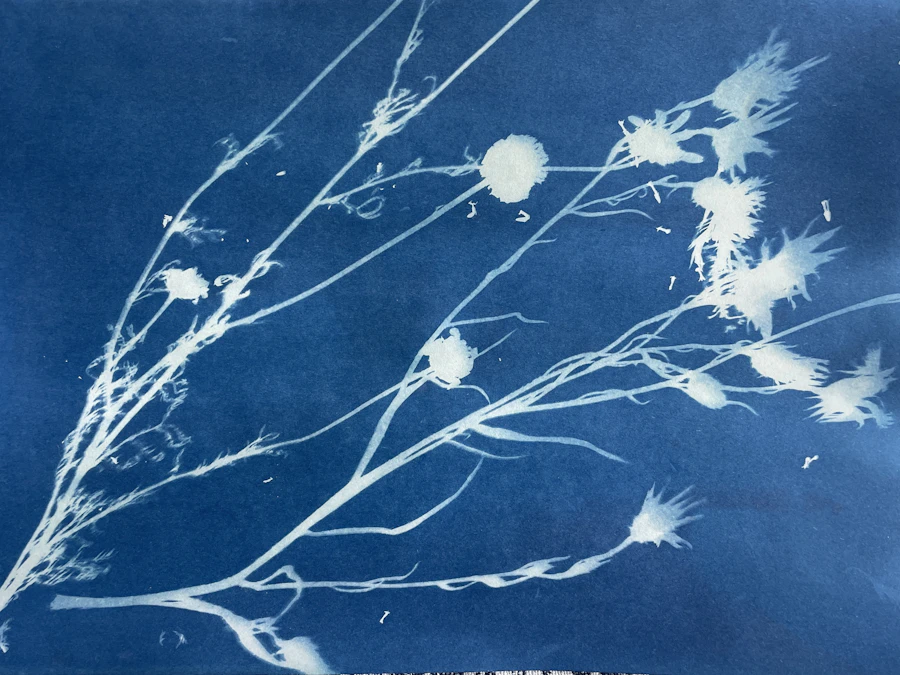 A cyanotype sun-printing kit with pre-coated paper