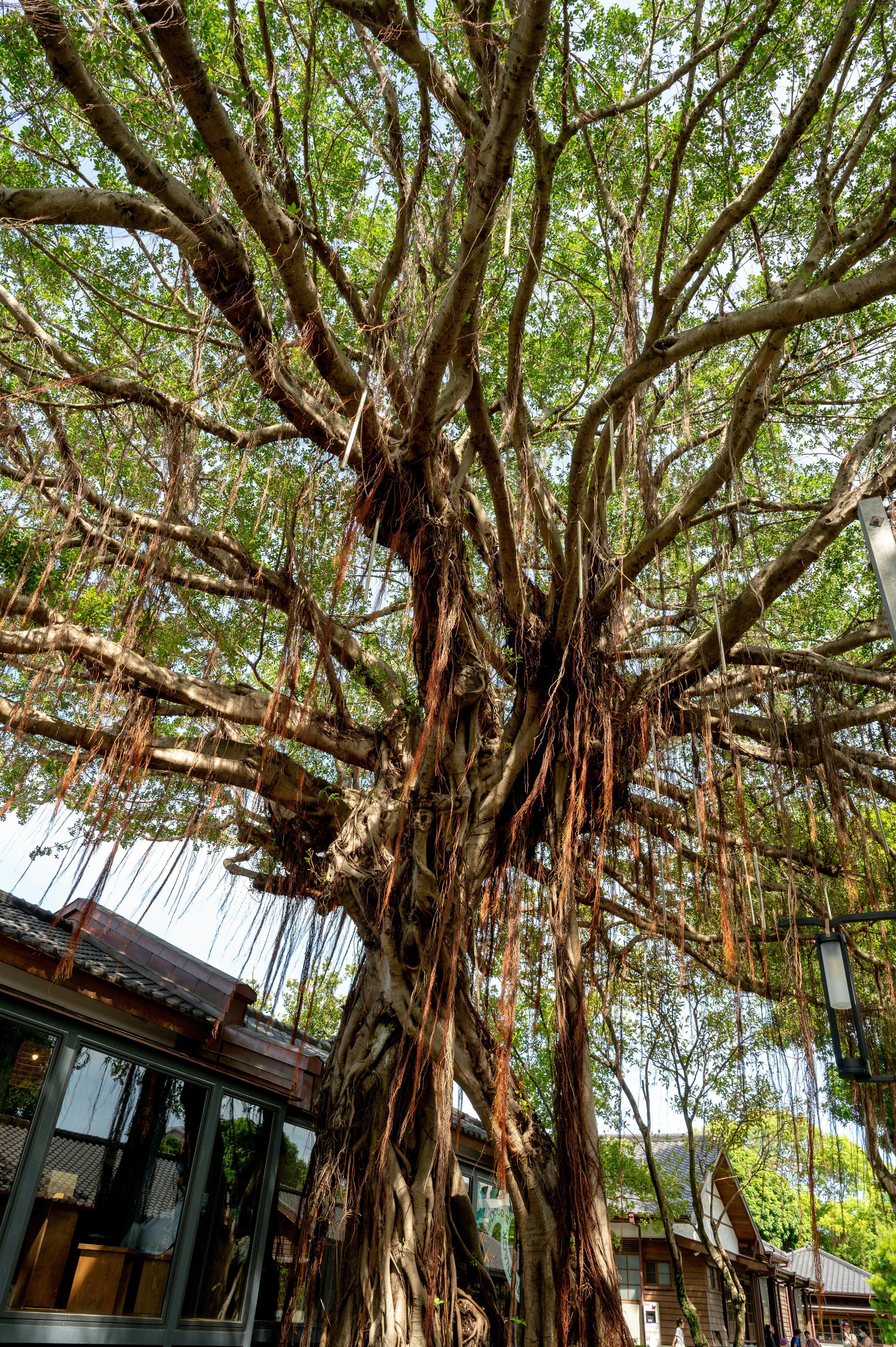 Photo by turquocabbit