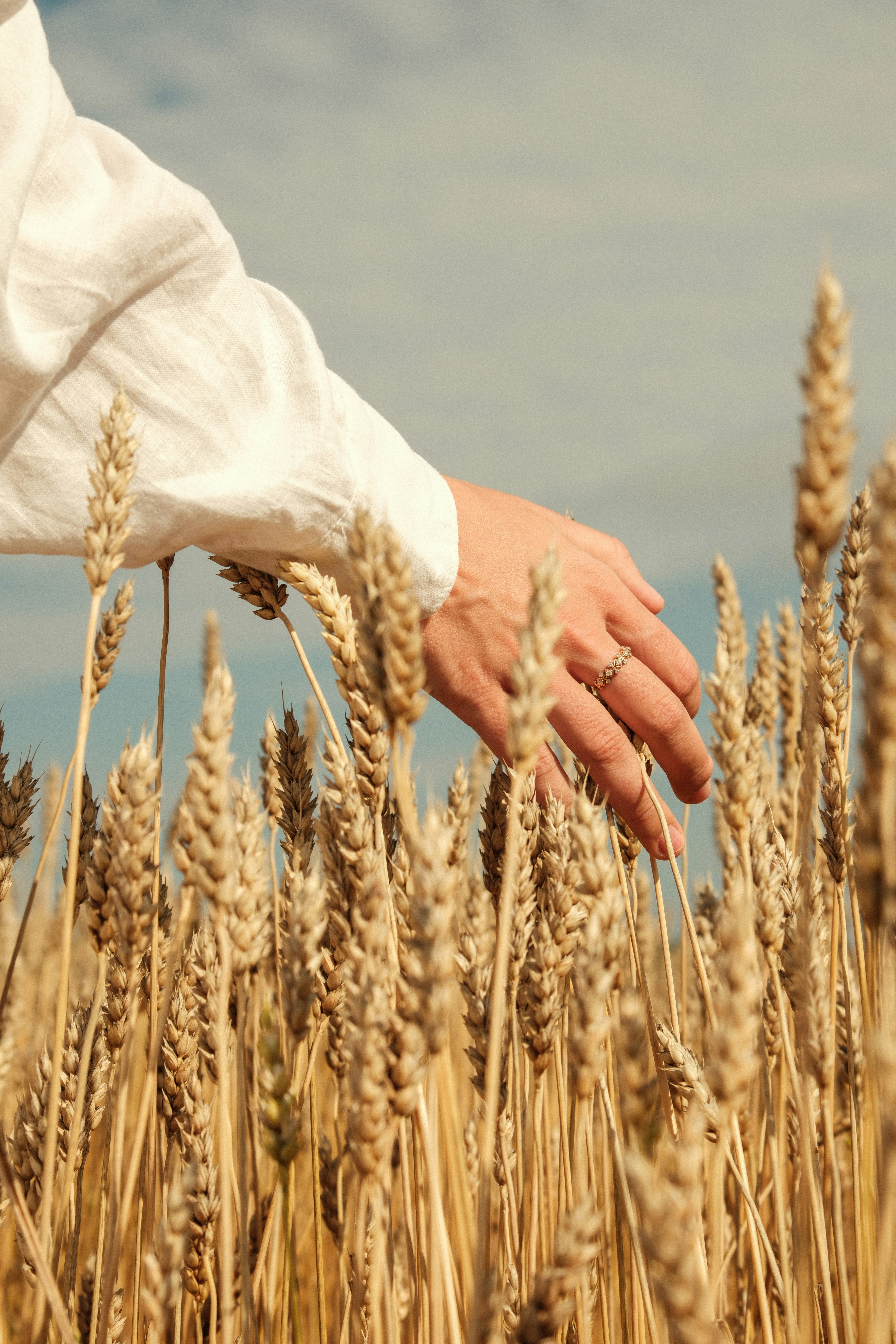 Hand touching ripe wheat stalks in a golden field.