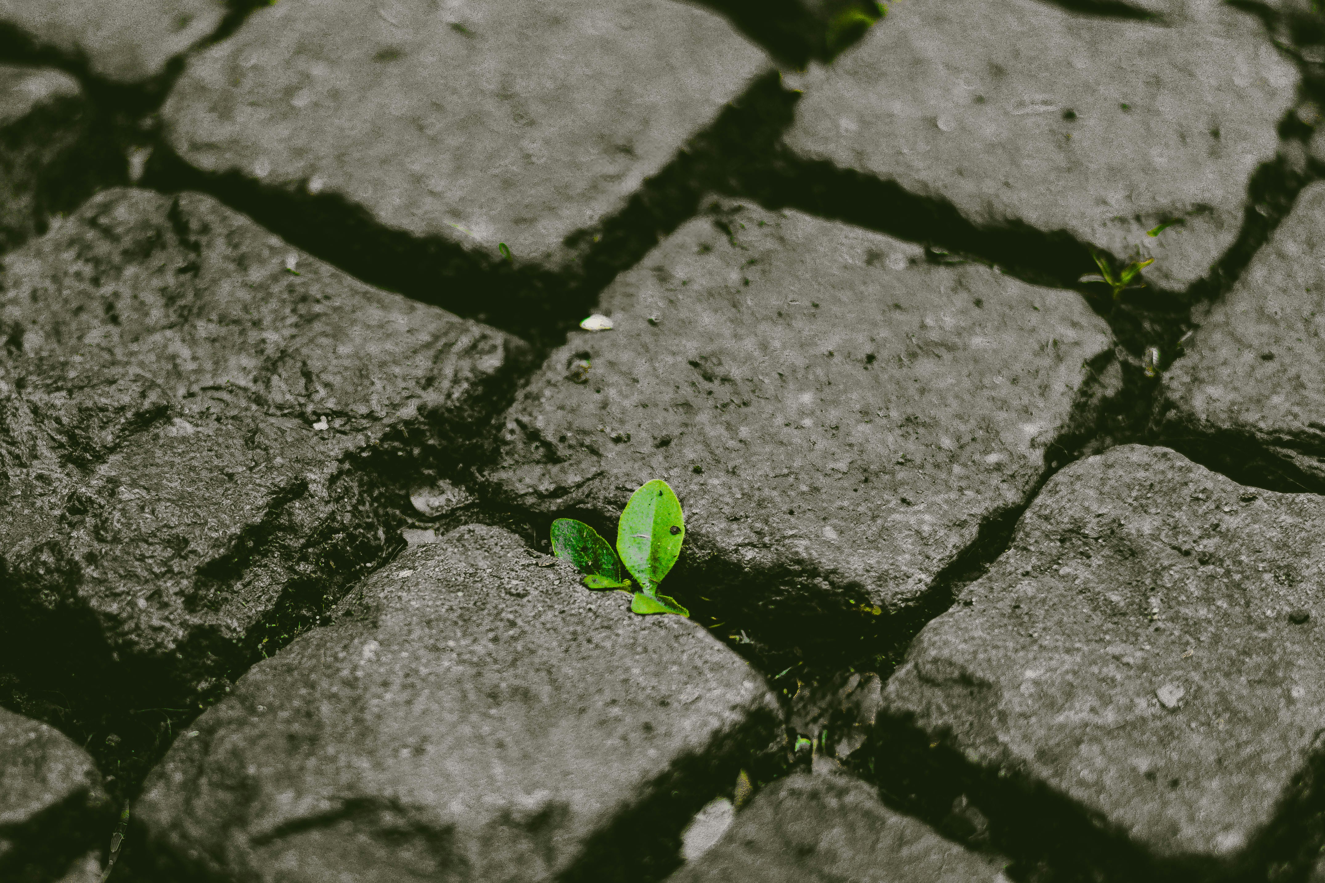 Small plant growing between cobblestones