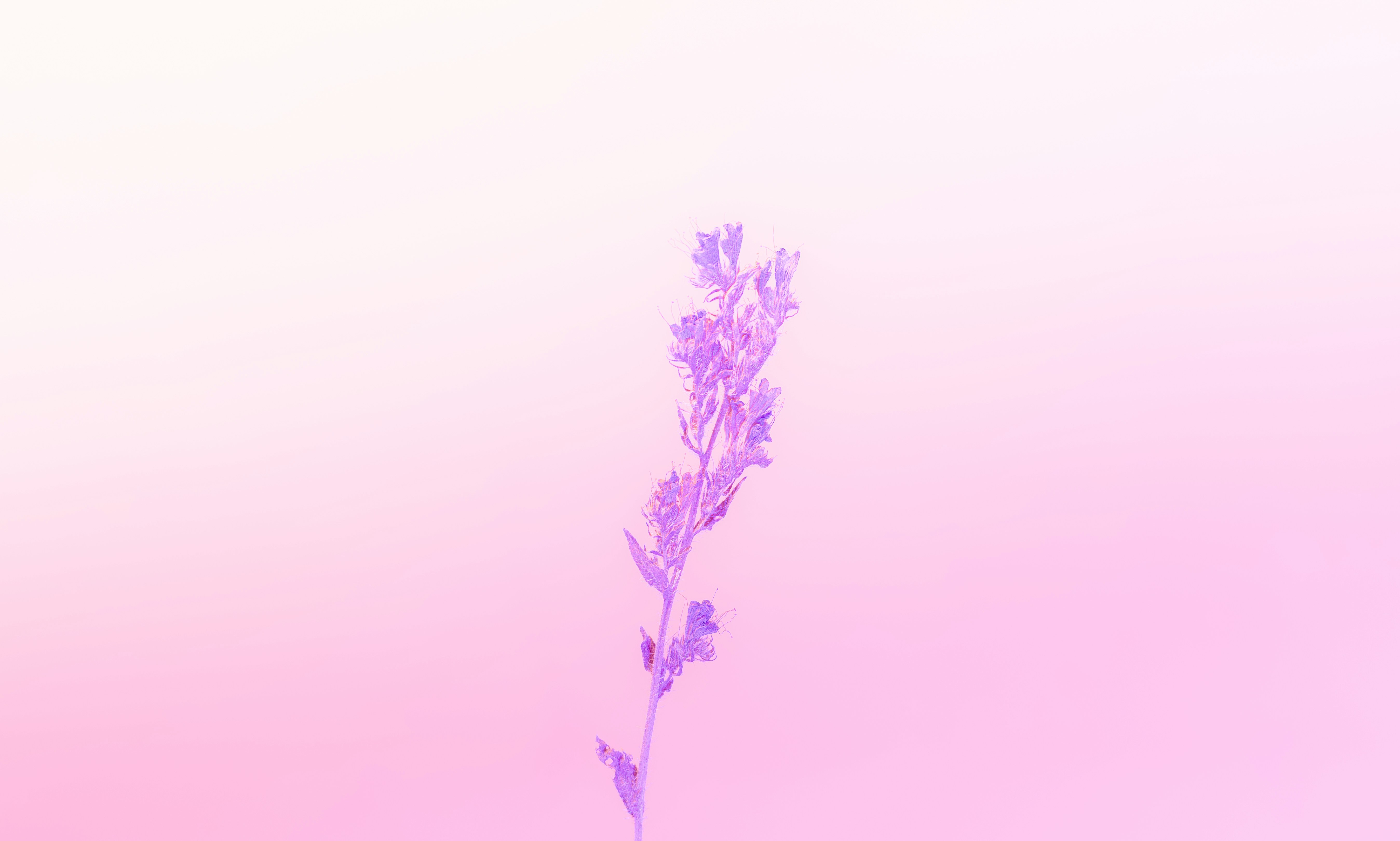 A single purple flower against a pink background
