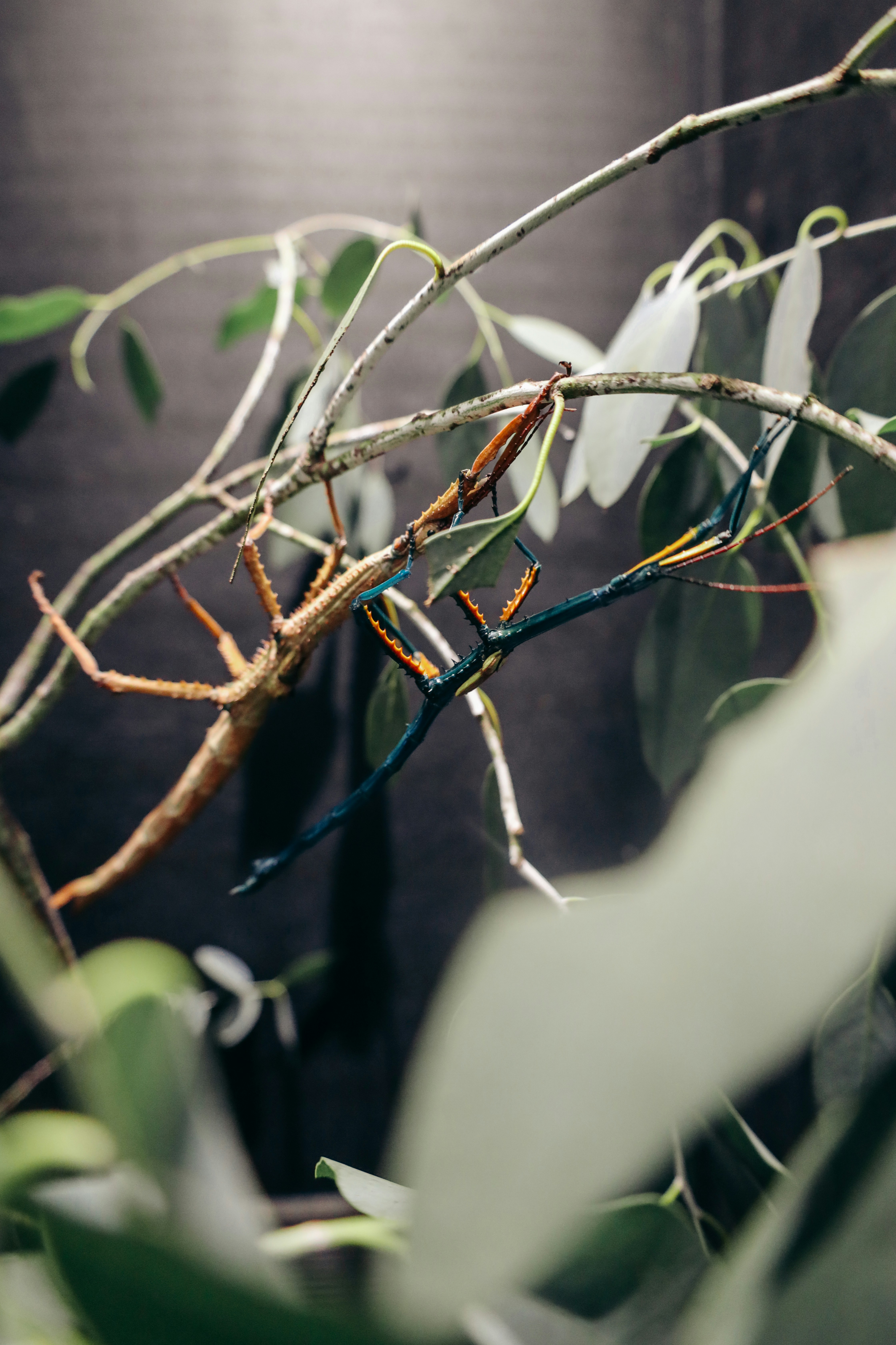 Photo by himo_beast1996