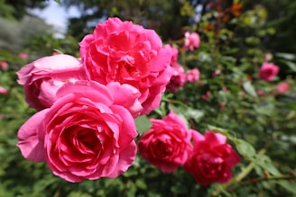 Close-up of vibrant pink roses in bloom