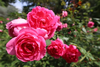 Close-up of vibrant pink roses in bloom