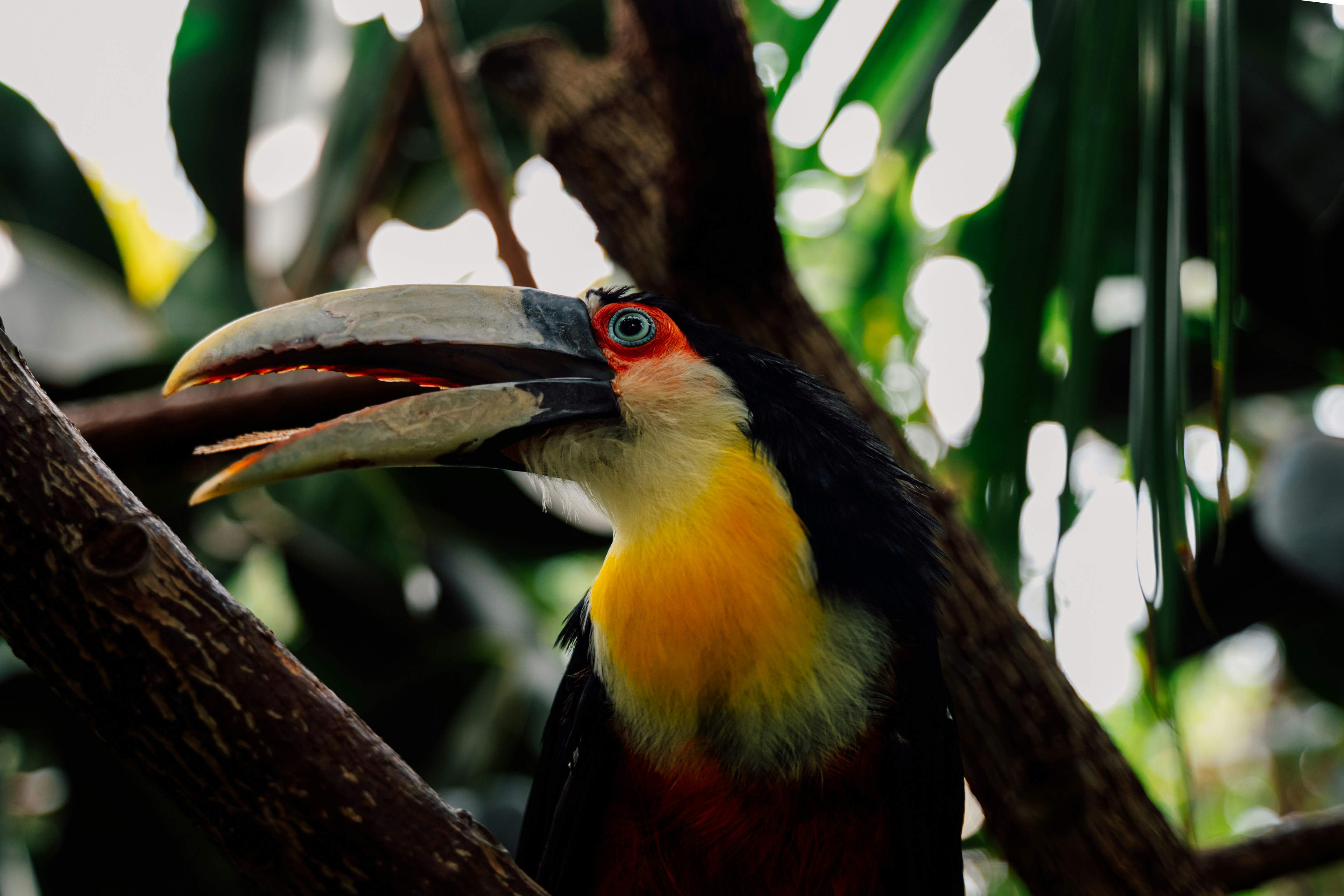 A colorful toucan perched on a tree branch.