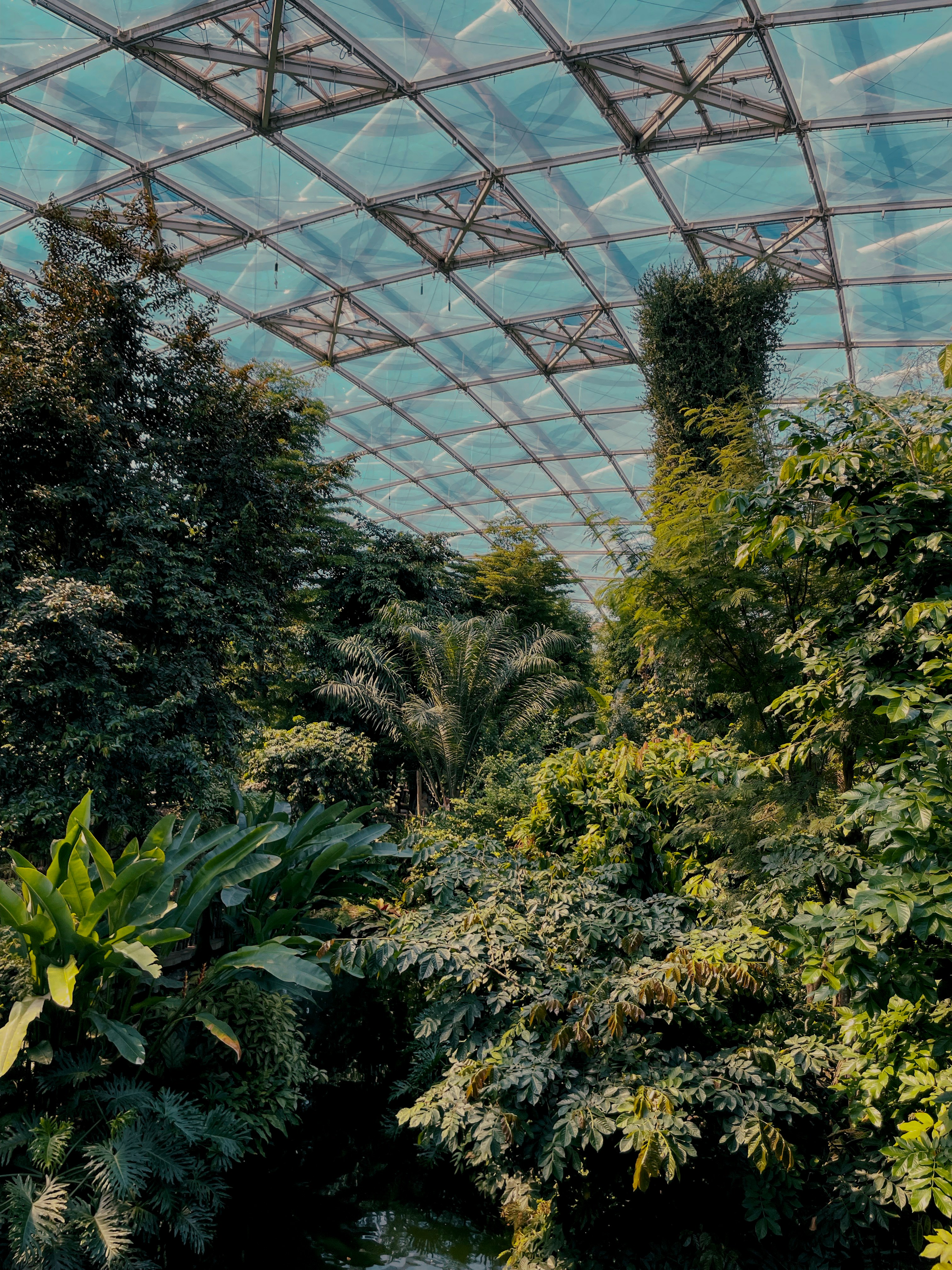 Lush green trees under a glass dome ceiling