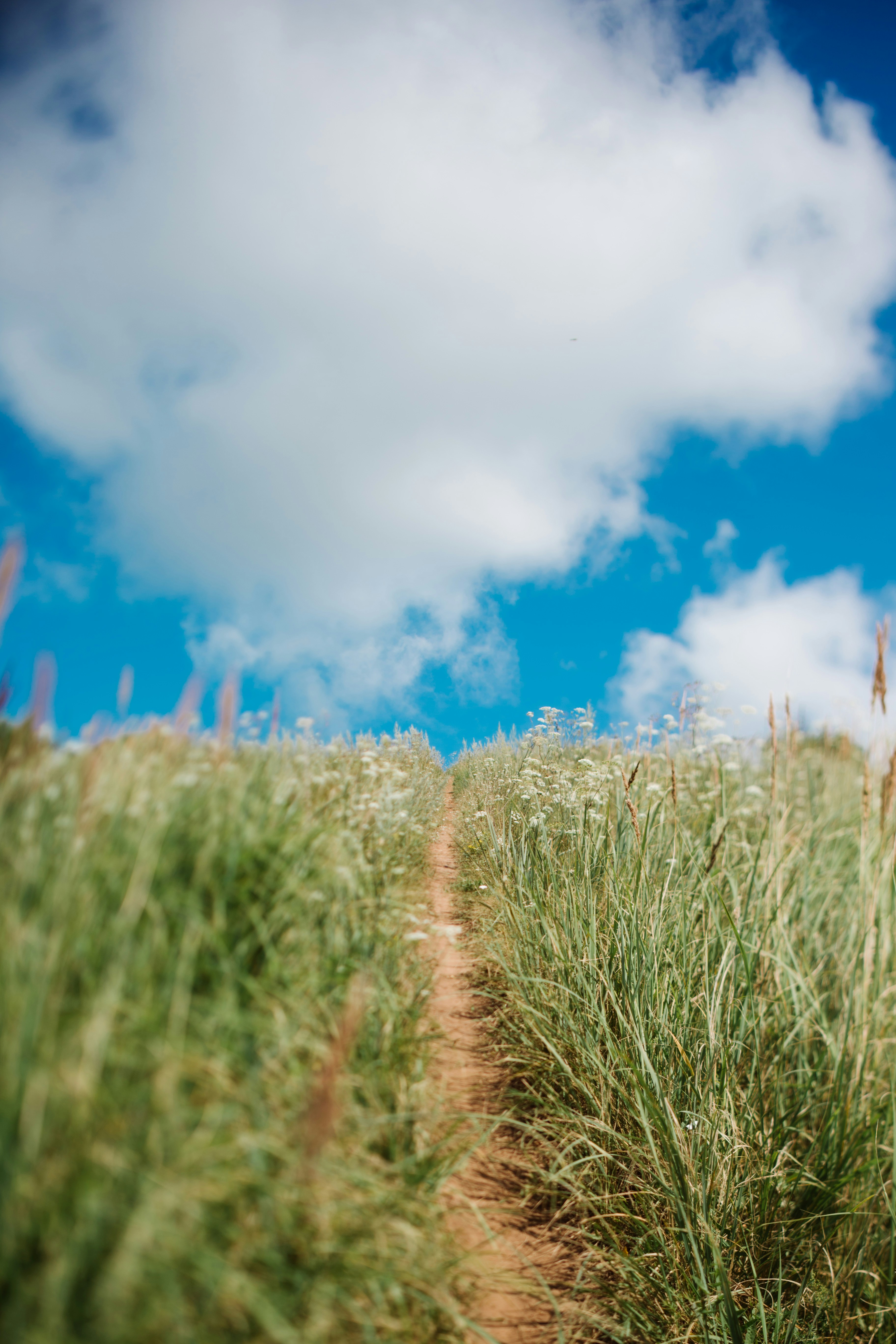 Um caminho de terra leva através da grama alta sob um céu azul.