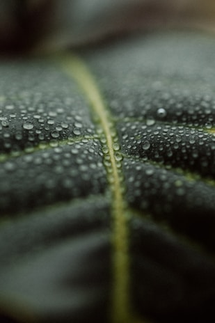 Close-up of a dark green leaf with water droplets.