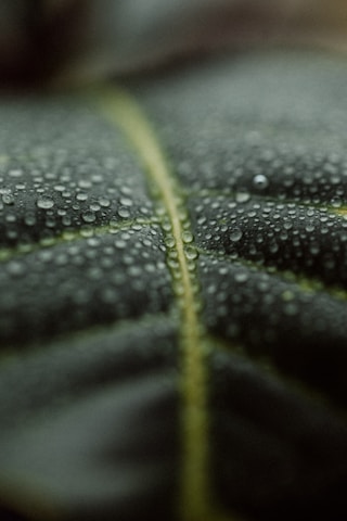 Close-up of a dark green leaf with water droplets.