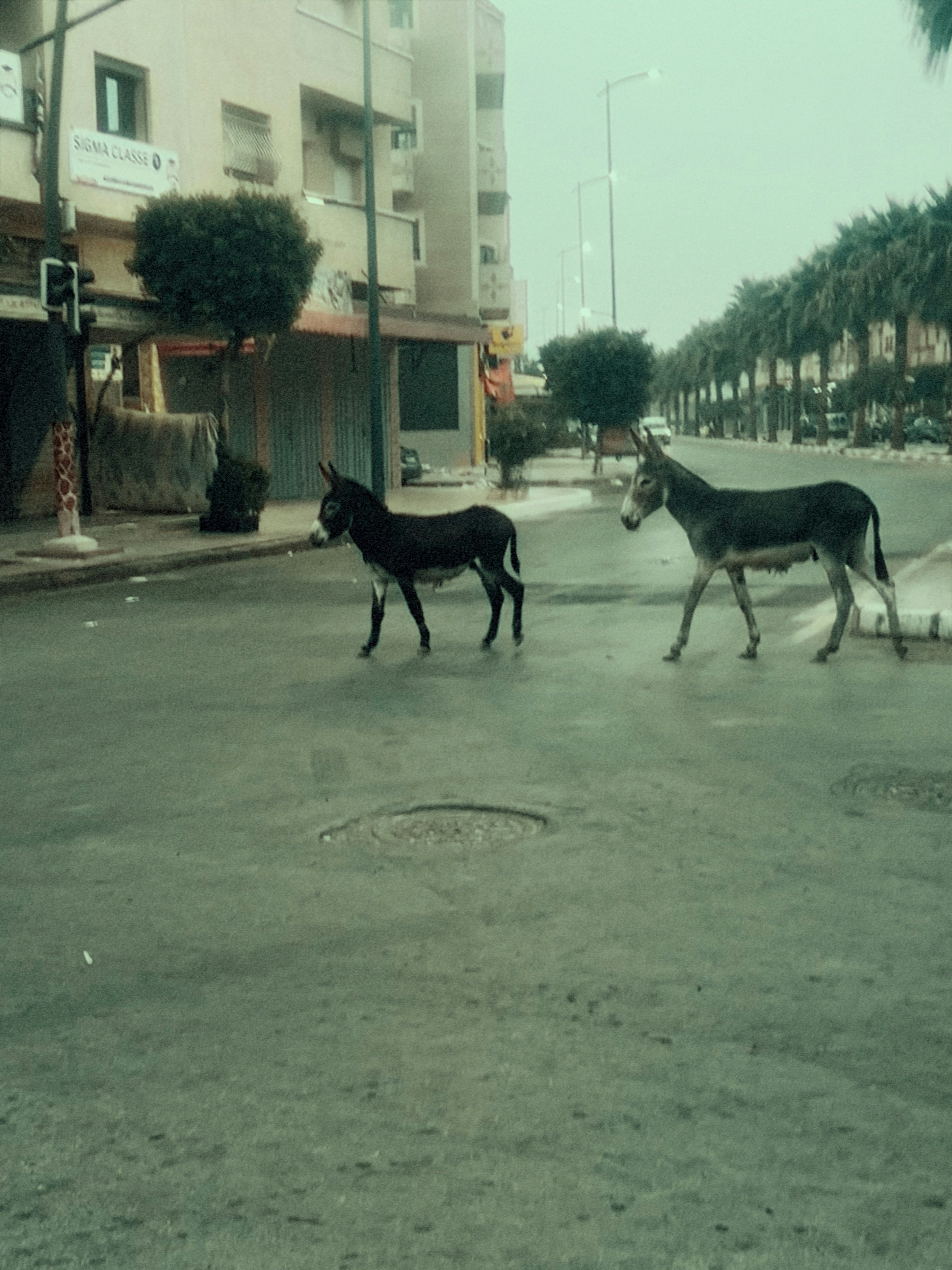 Dois burros cruzando uma rua da cidade