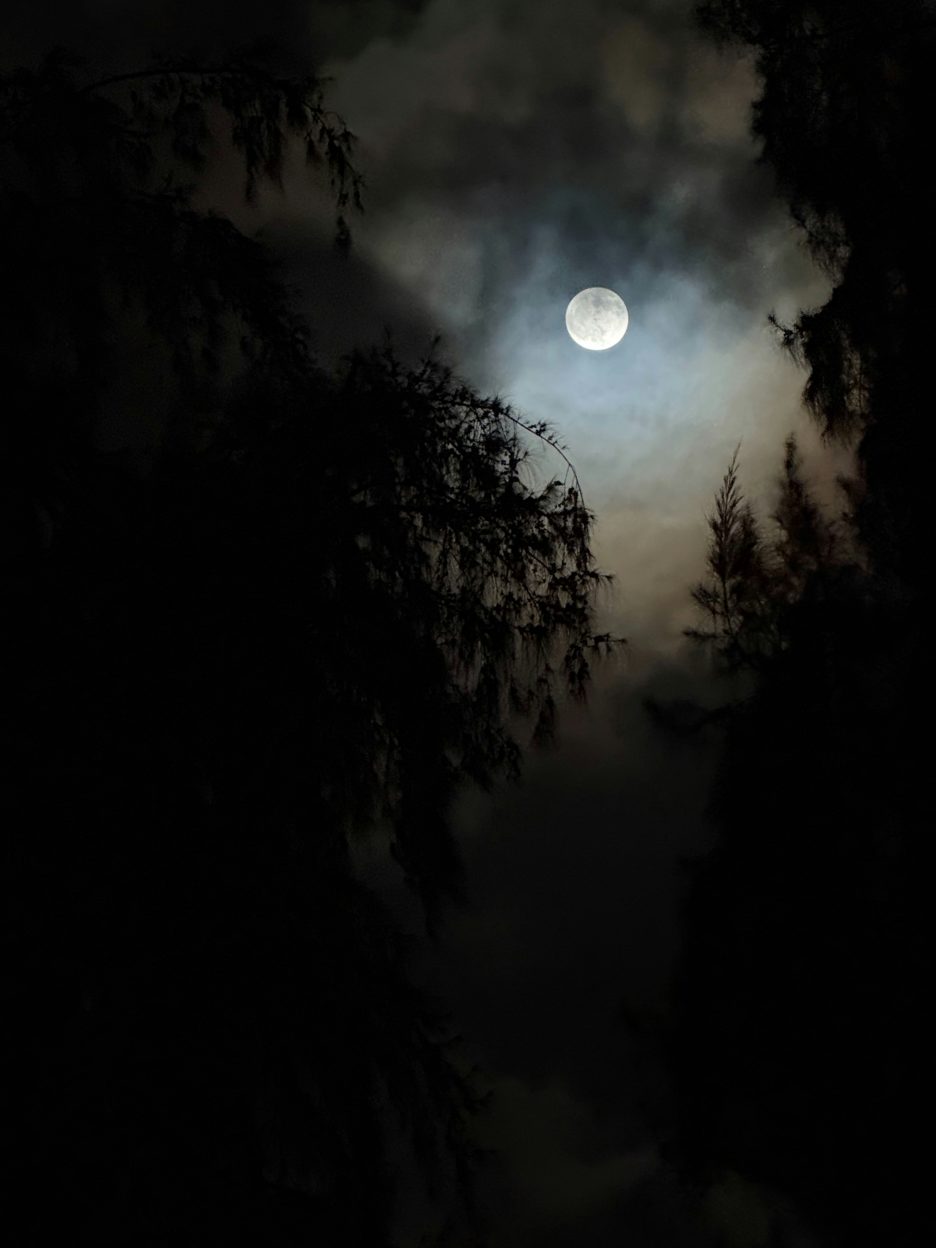 Full moon shines through dark trees at night photo – Free Image on Unsplash, image size:3000x4000