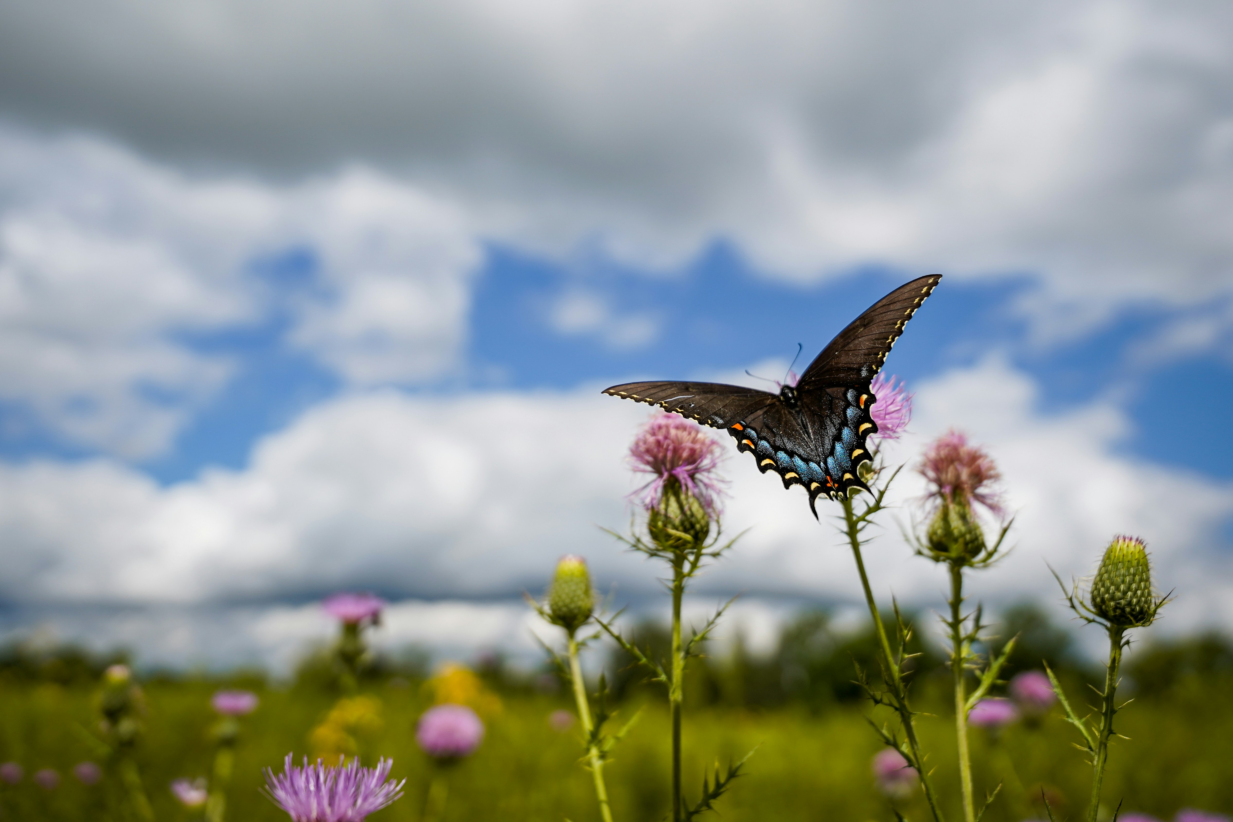 Butterfly on a pink thistle flower with clouds