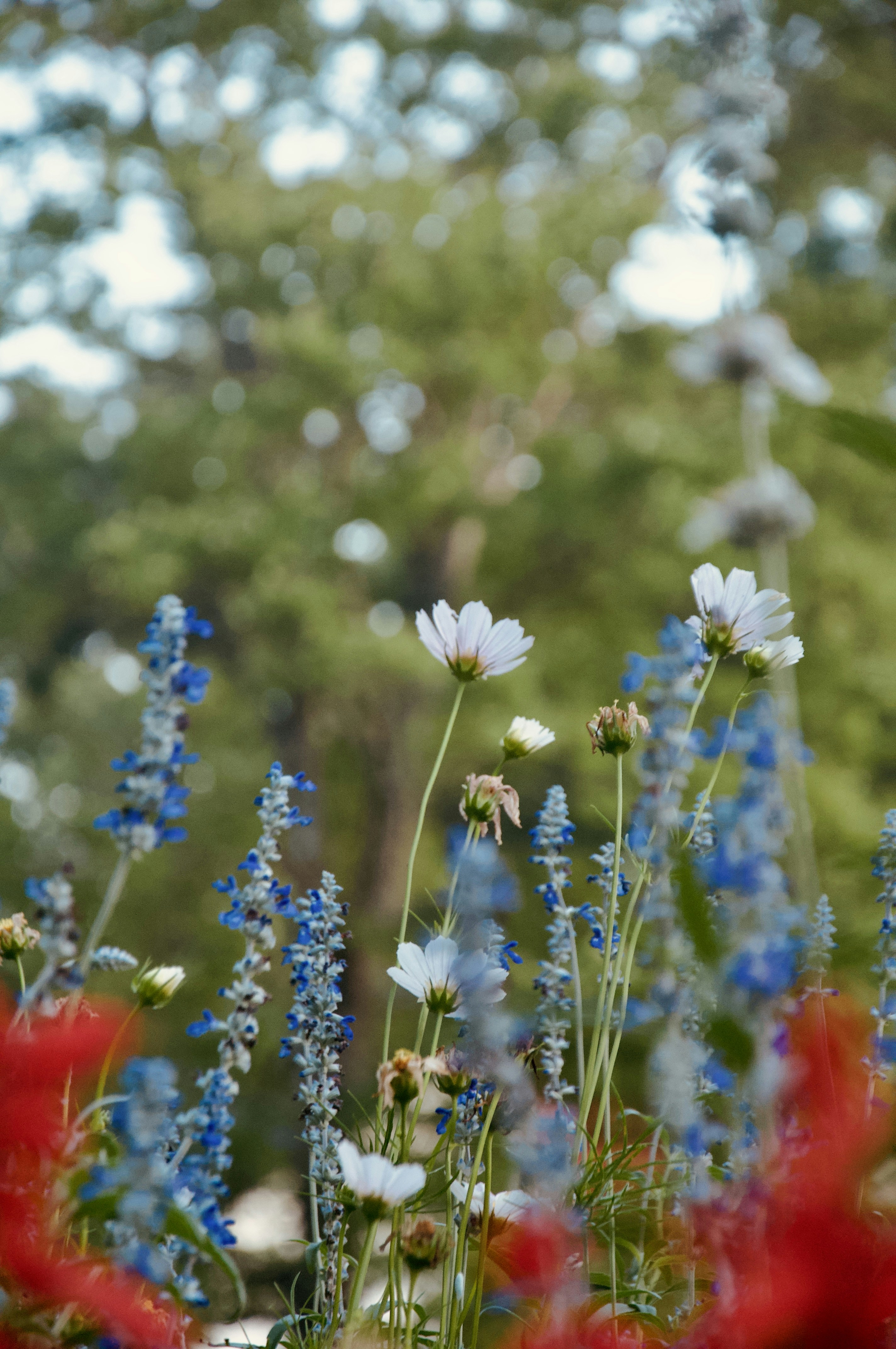 White and blue flowers bloom in a garden.
