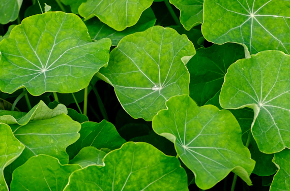 Close-up of vibrant green nasturtium leaves with detailed veins.