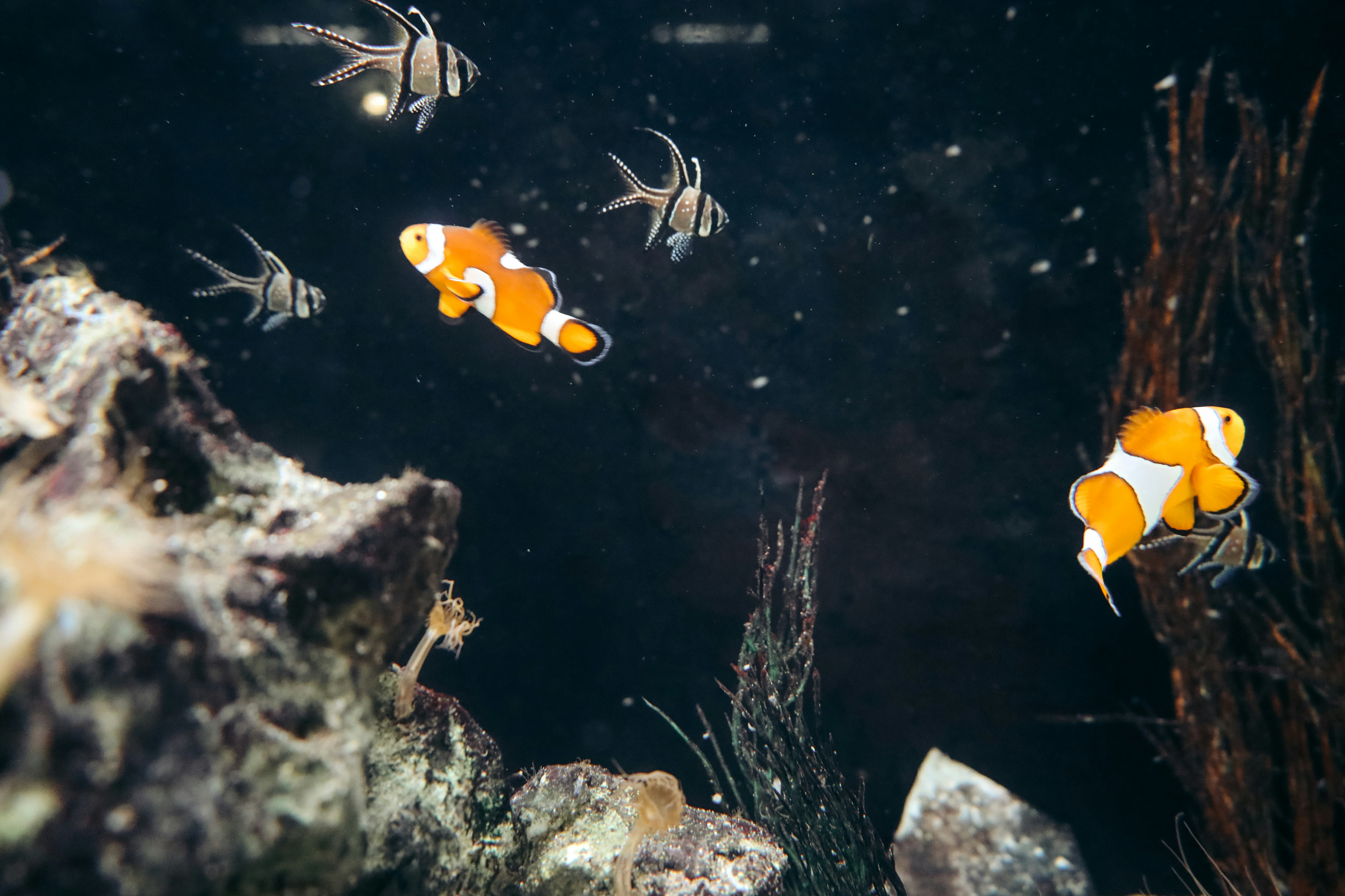 Photo by himo_beast1996