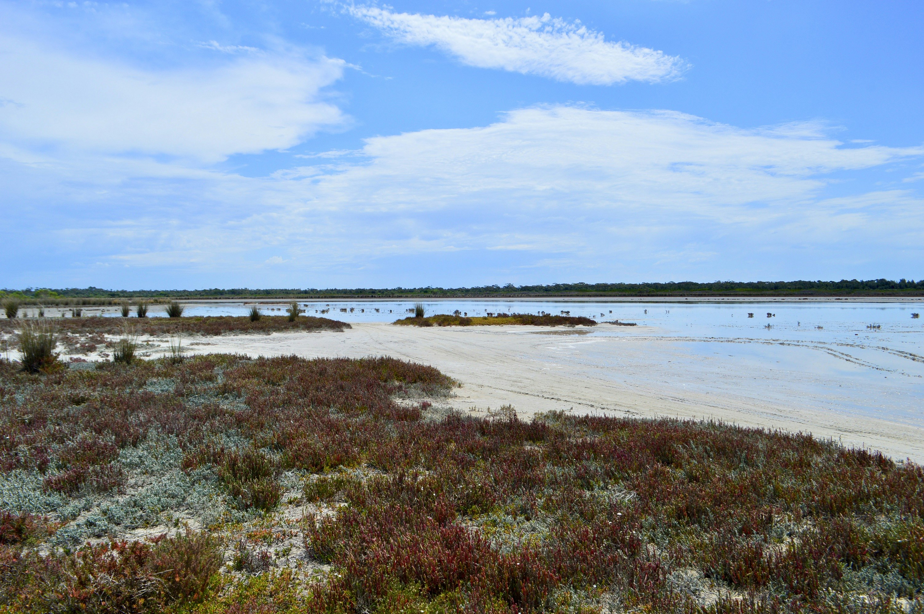 Living shoreline with native grasses and oyster reefs - Beach erosion Long Island