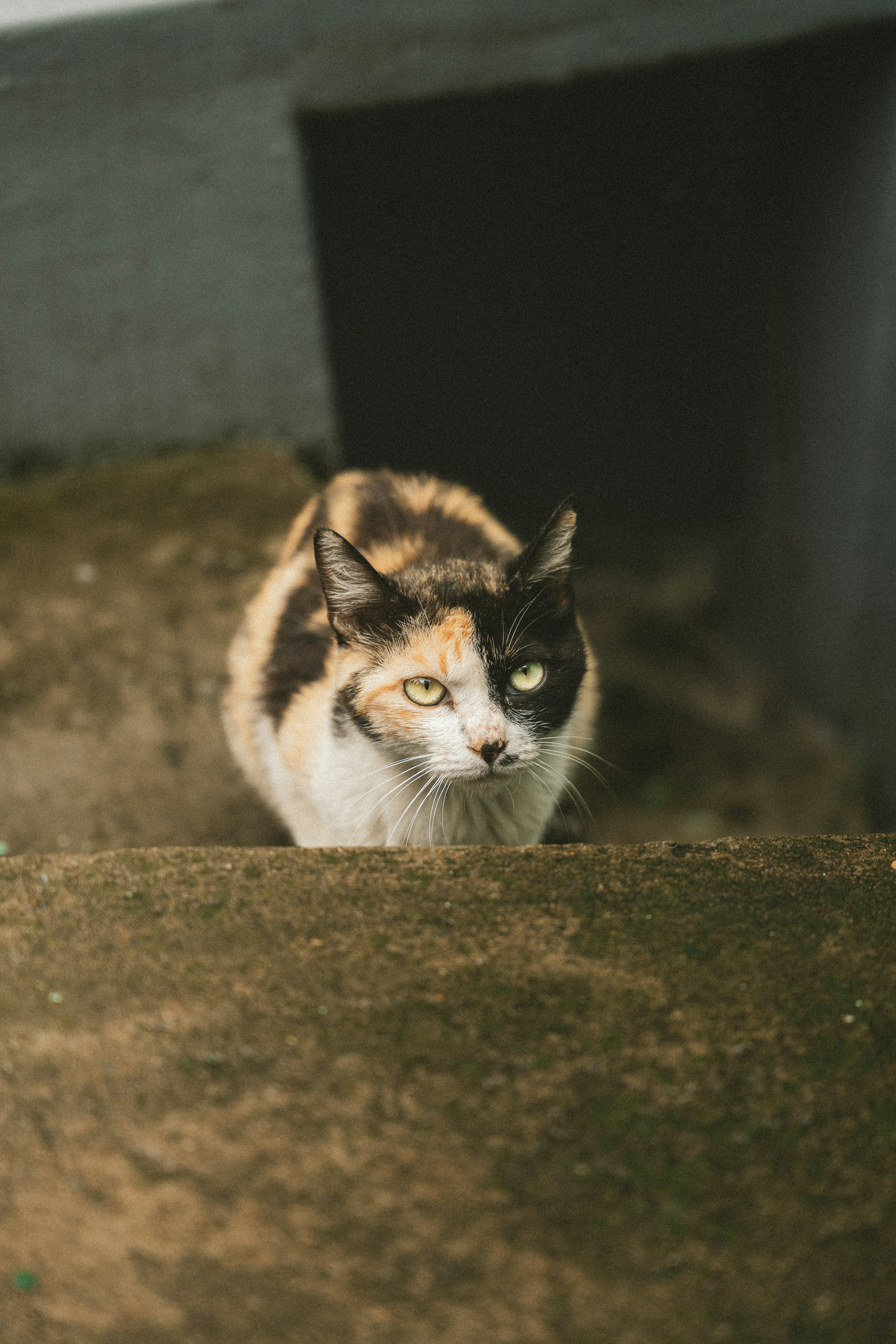 A calico cat sits on a concrete step.