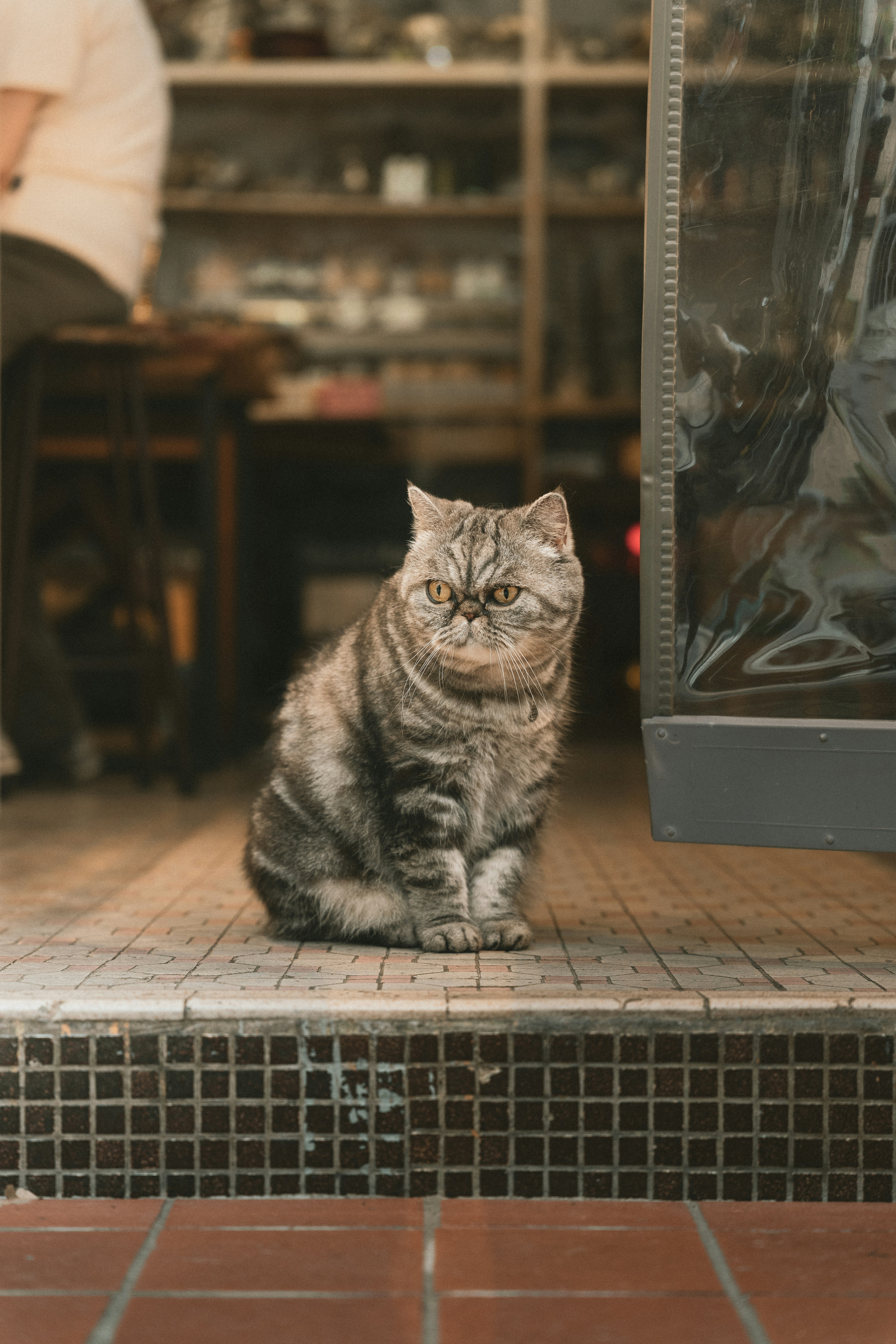 A fluffy grey tabby cat sits on tiled steps.