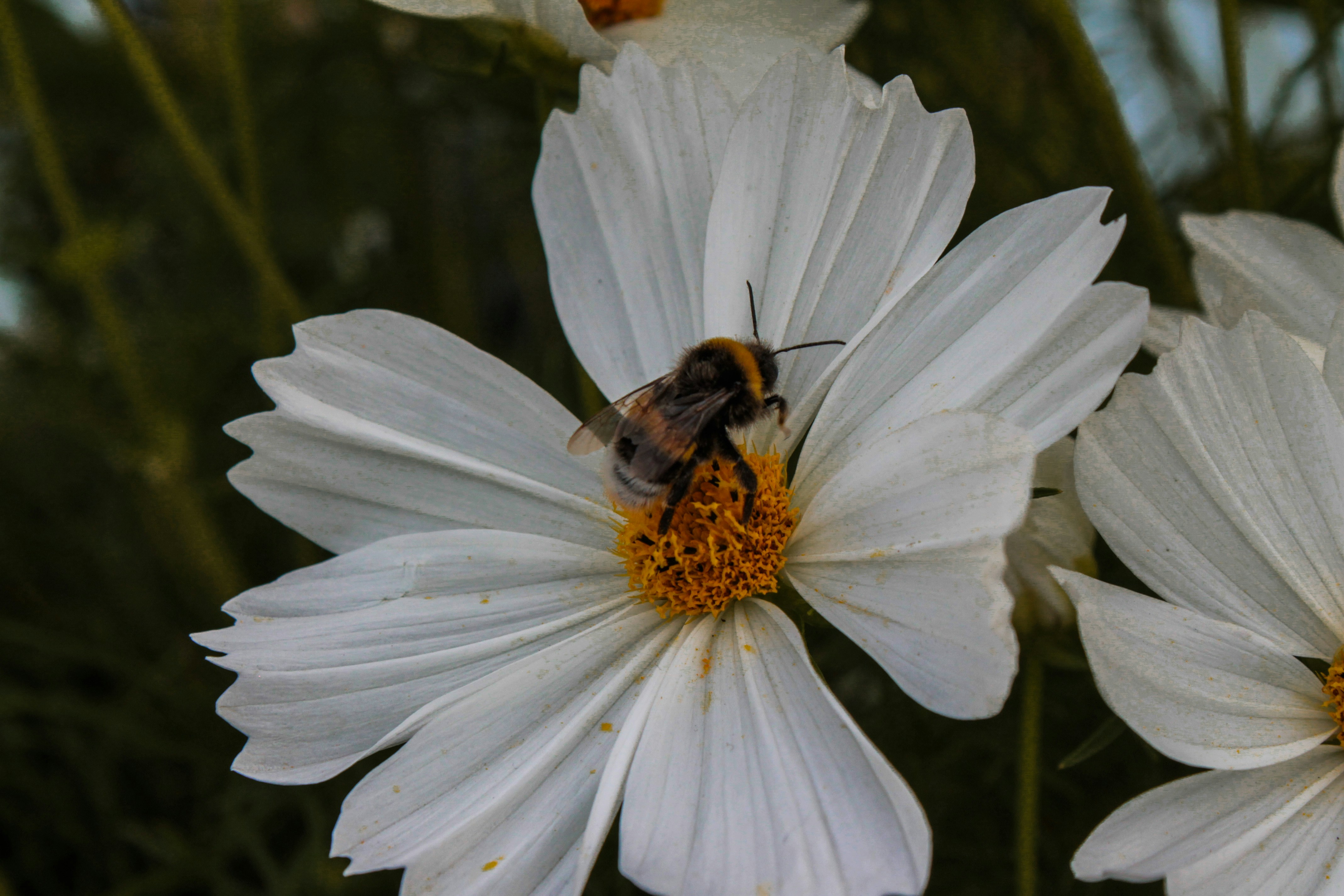 Photo by vvehkalahti