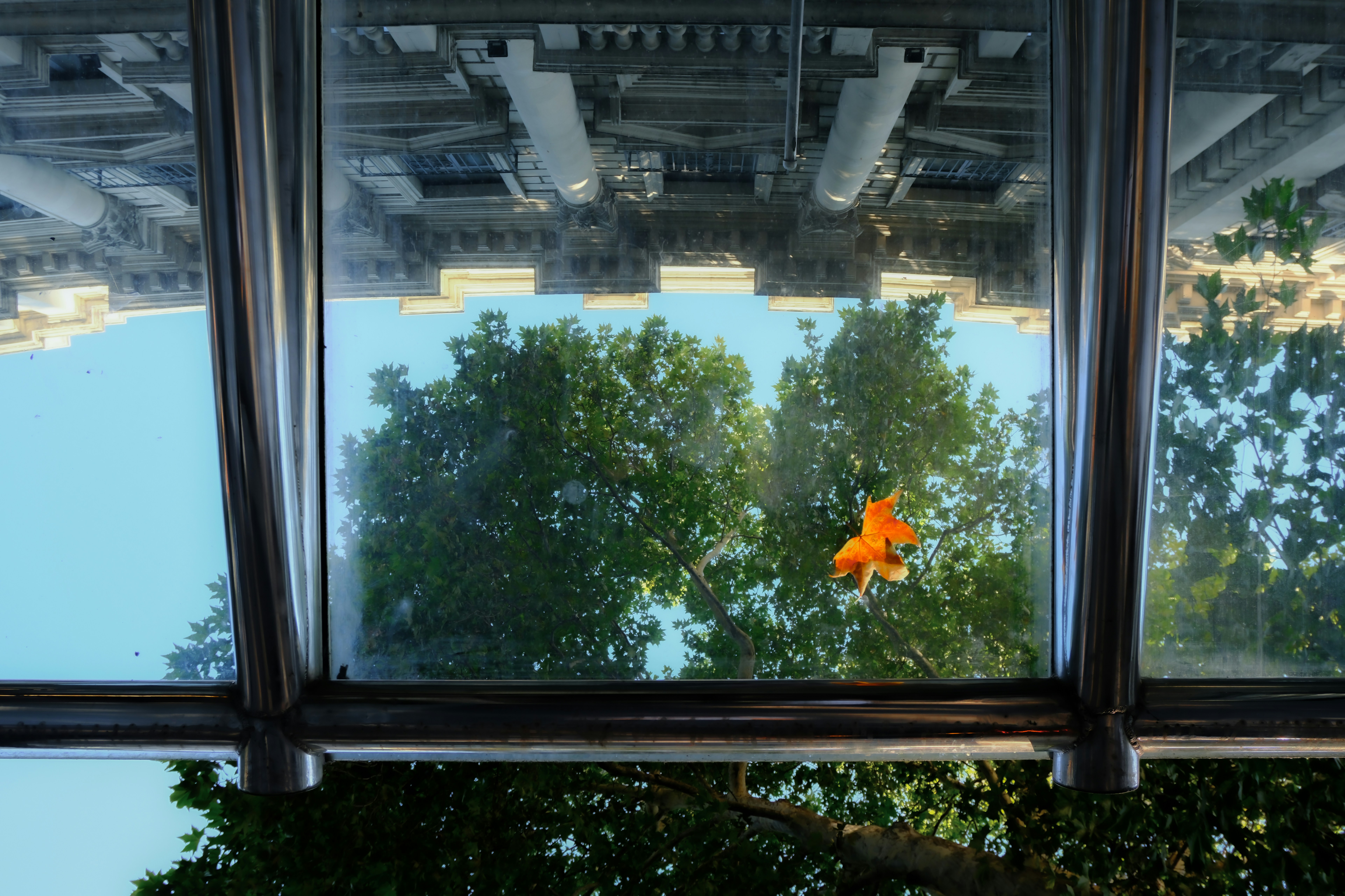 Orange leaf stuck on a window with trees outside.