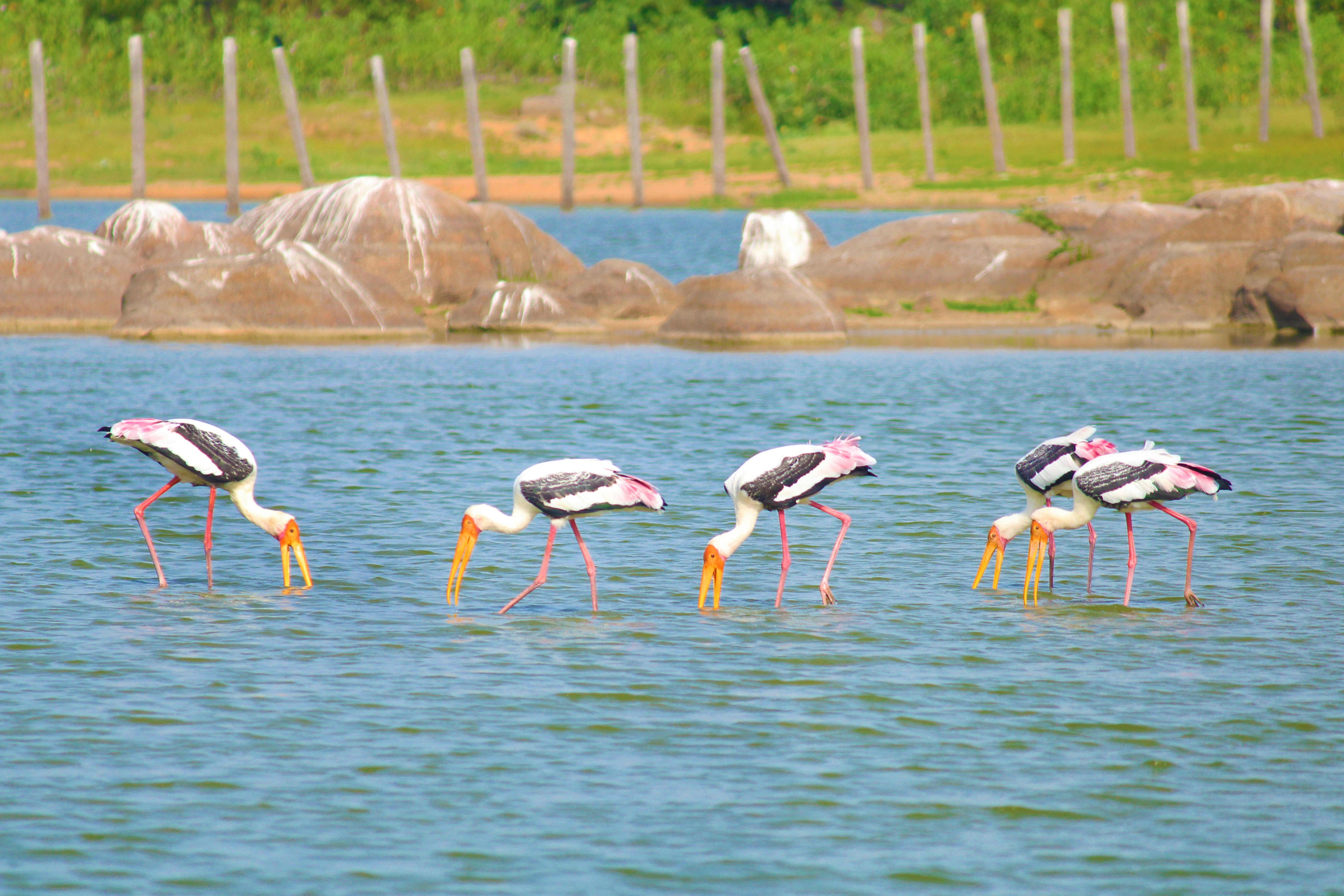 Painted storks foraging in a shallow lake