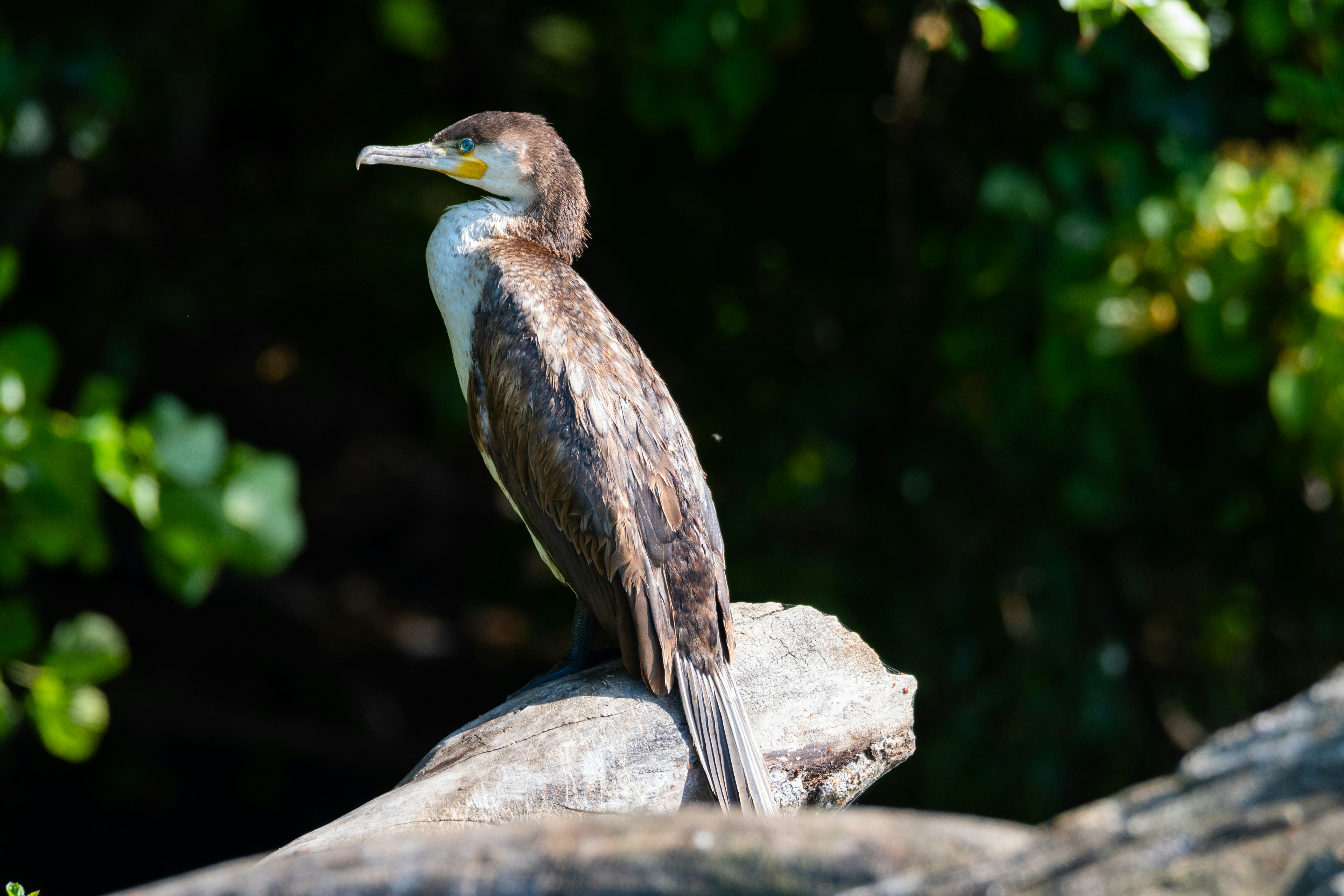 Photo by oj_wildframe