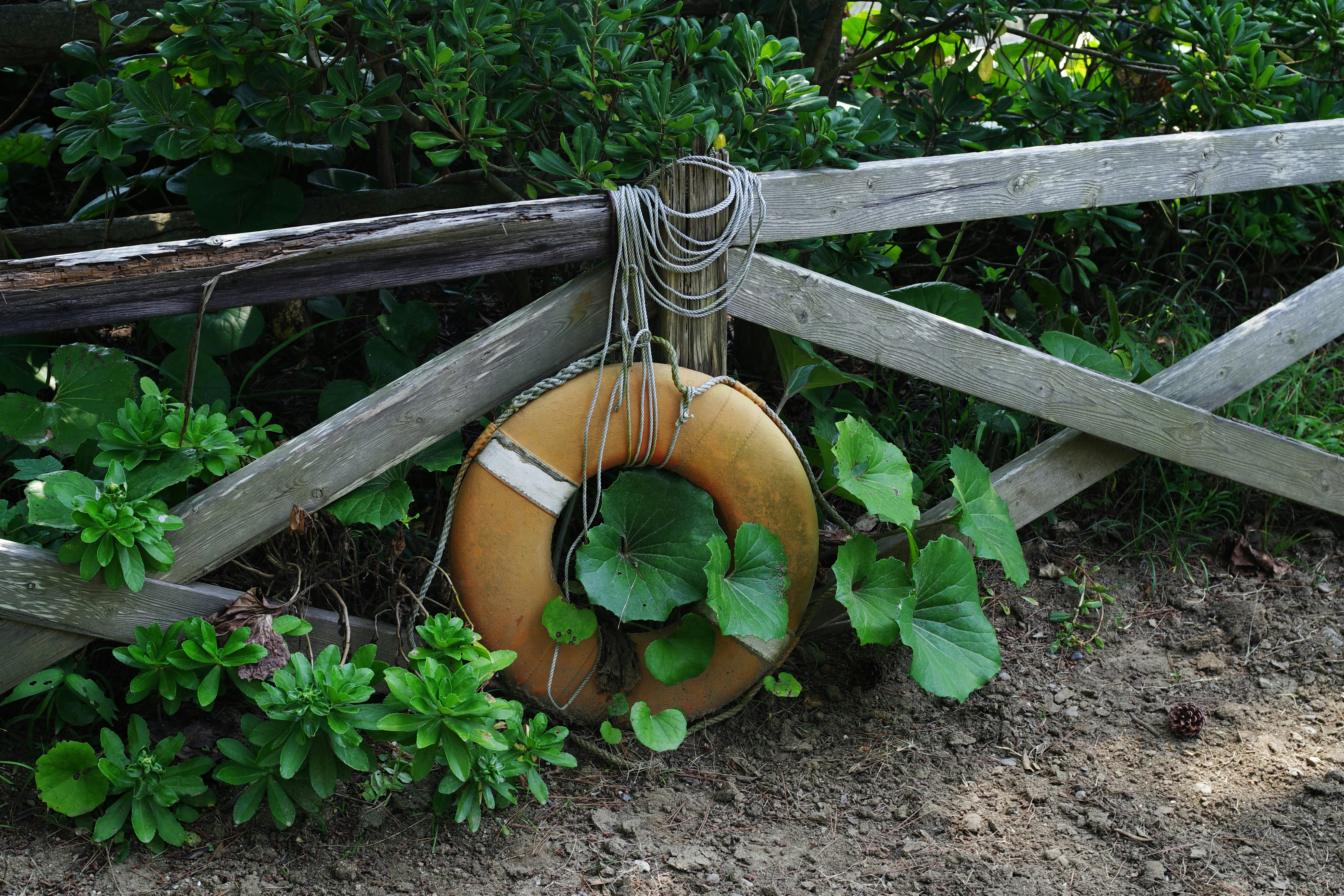 El salvavidas cuelga de una cerca de madera desgastada.