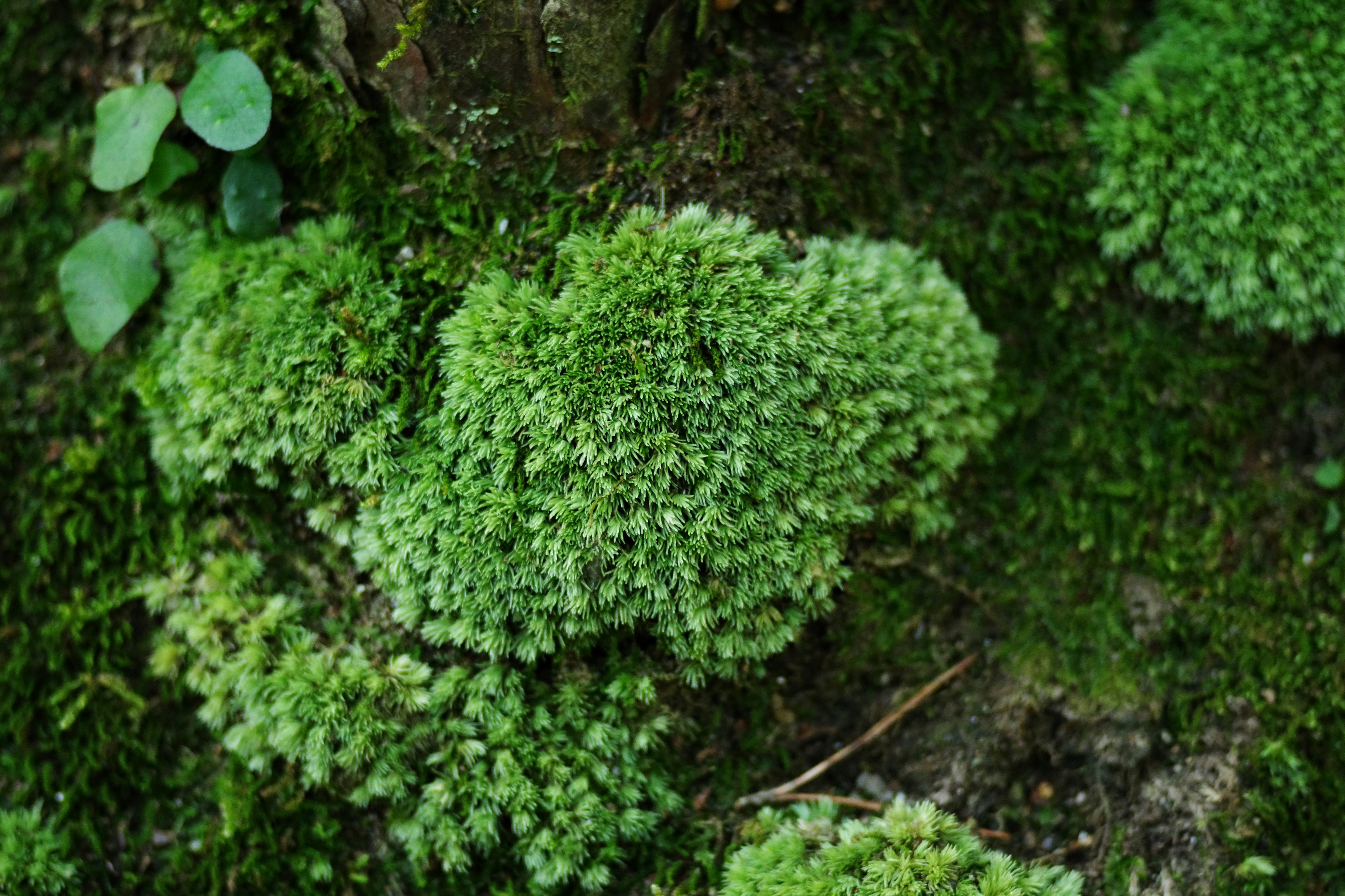 Primer plano de musgo verde vibrante que crece en la corteza de los árboles