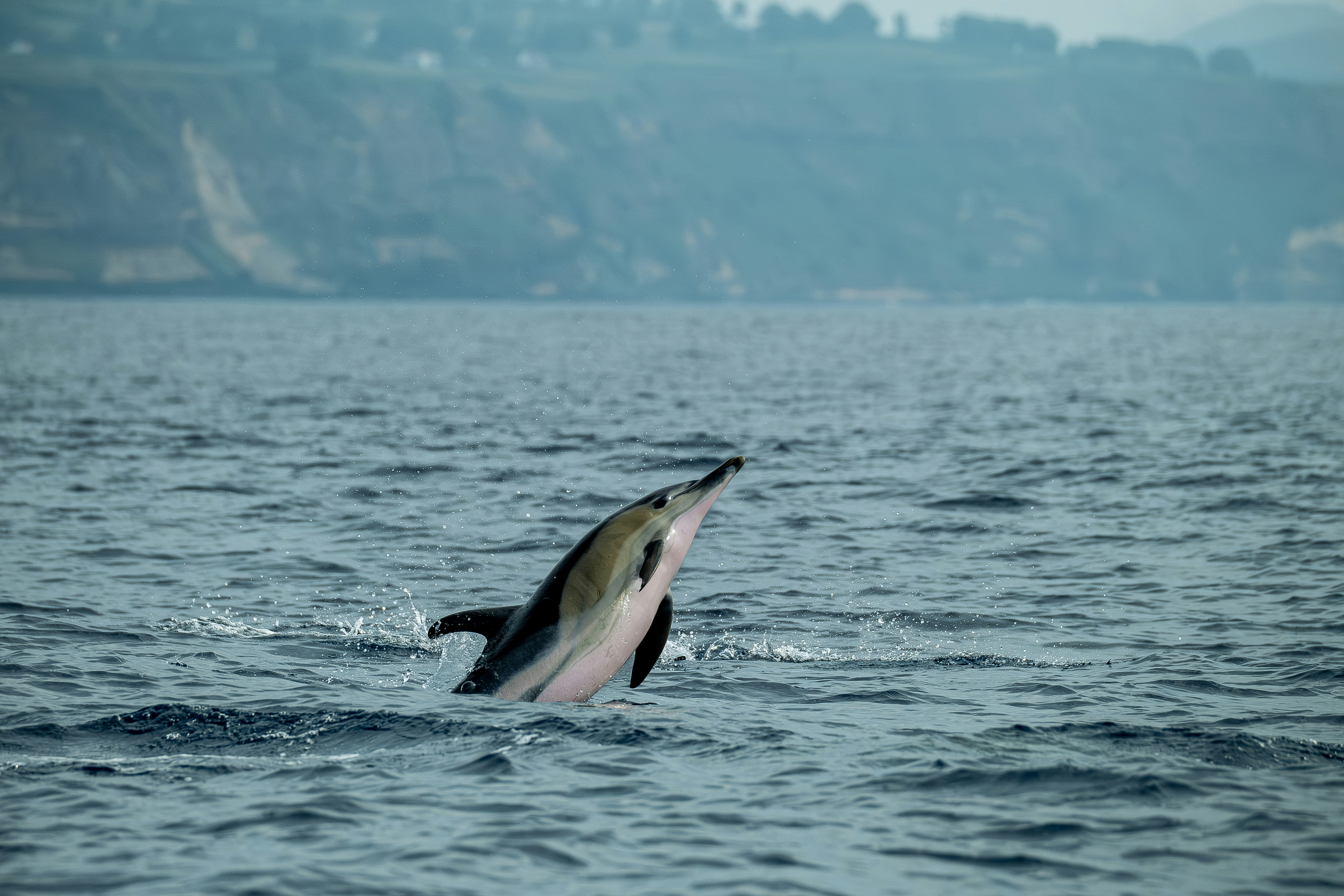 Photo by francesco_ungaro