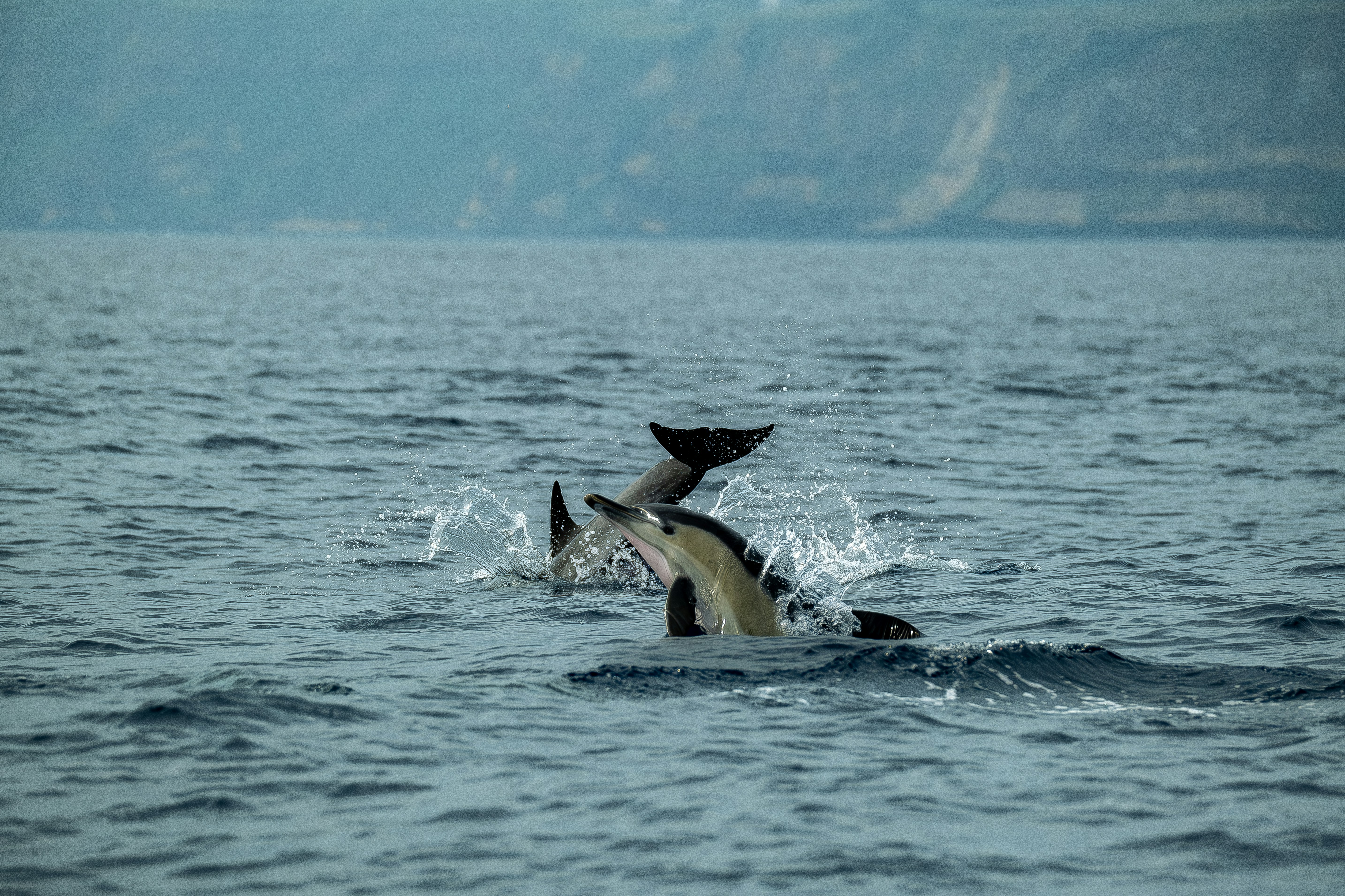 Photo by francesco_ungaro