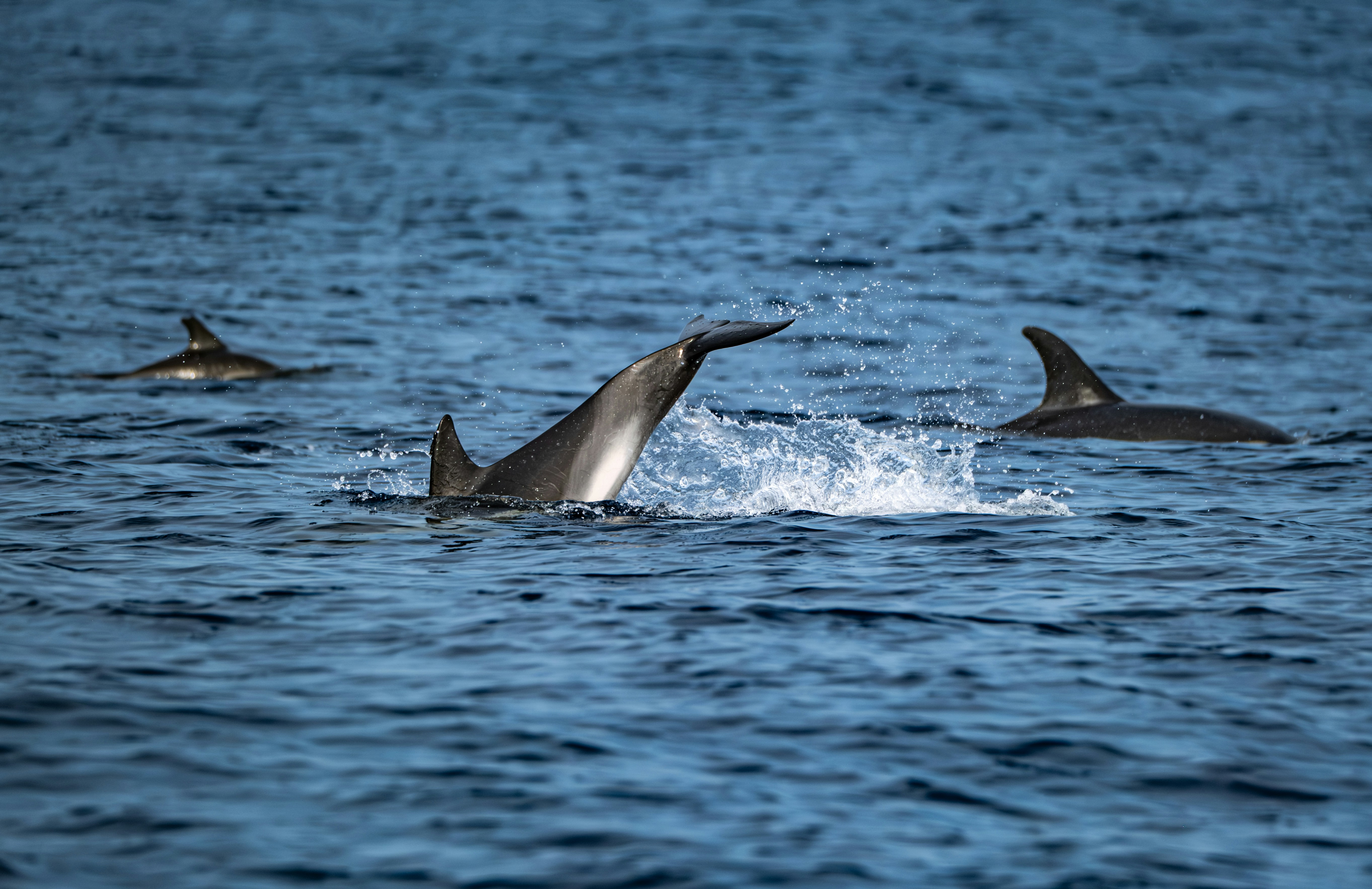 Photo by francesco_ungaro