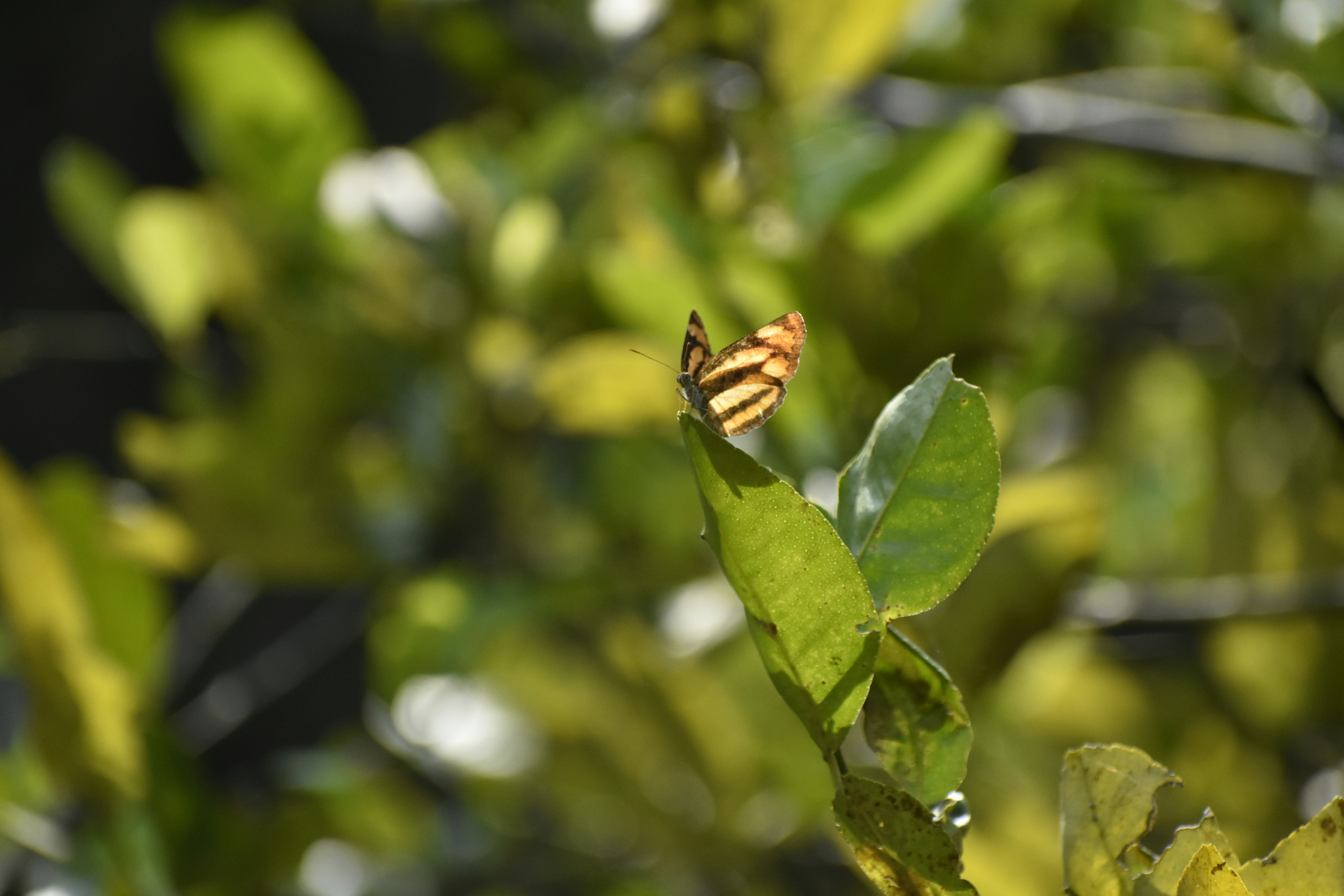 Photo by adhil_latheef