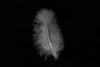 Dainty white feather