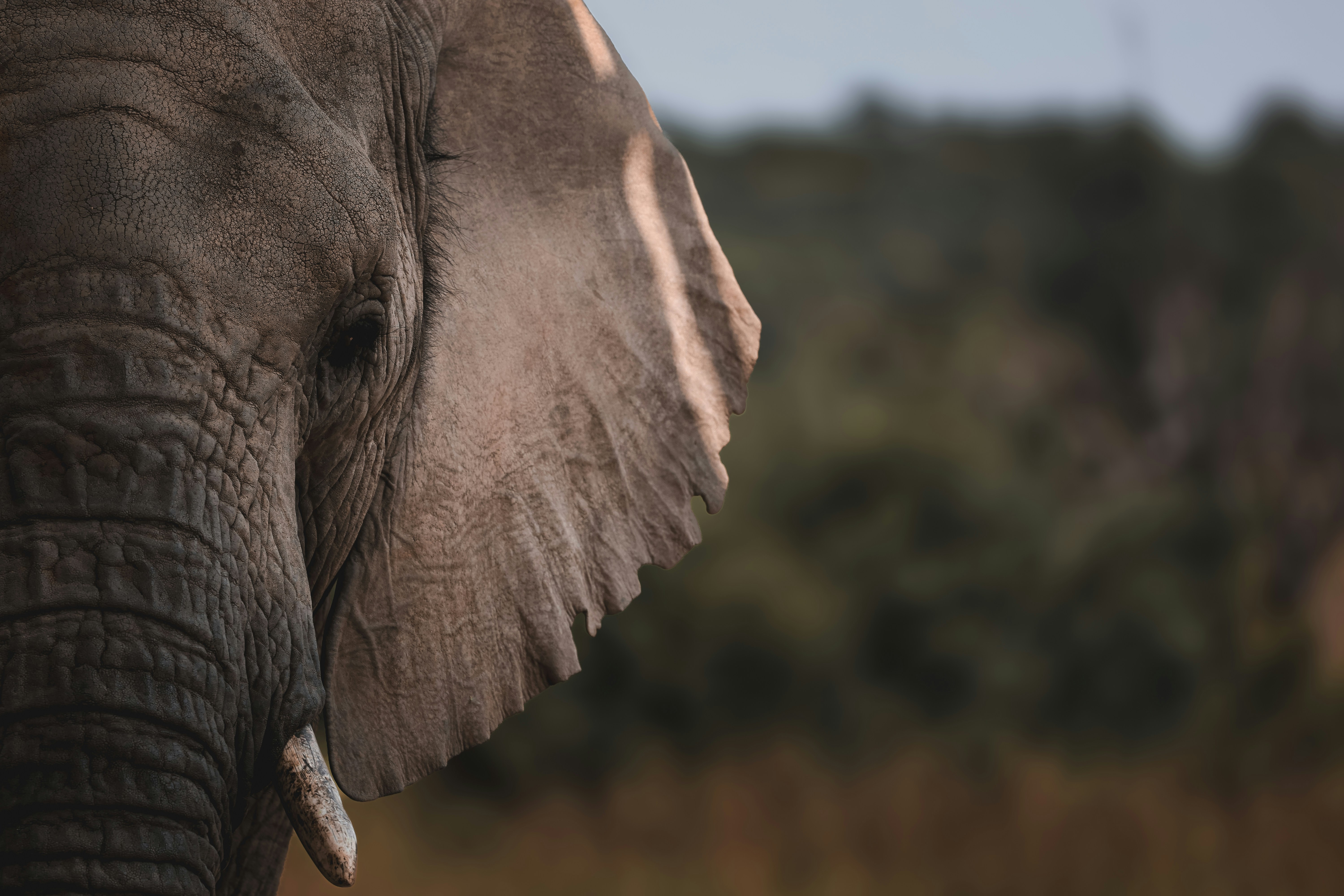 Close-up of an elephant's face in a savanna.