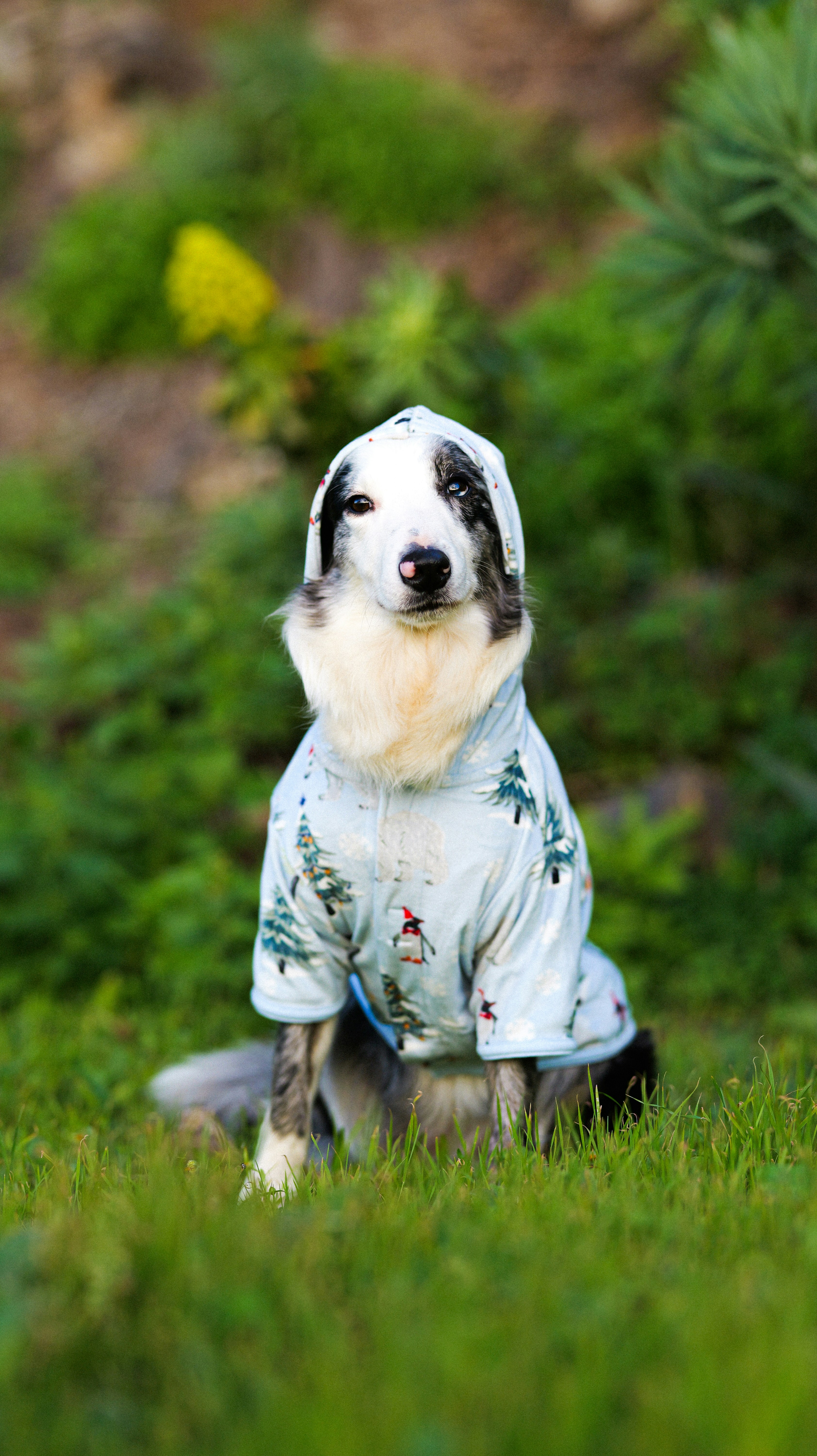A dog wearing a light blue hoodie with penguins and penguins