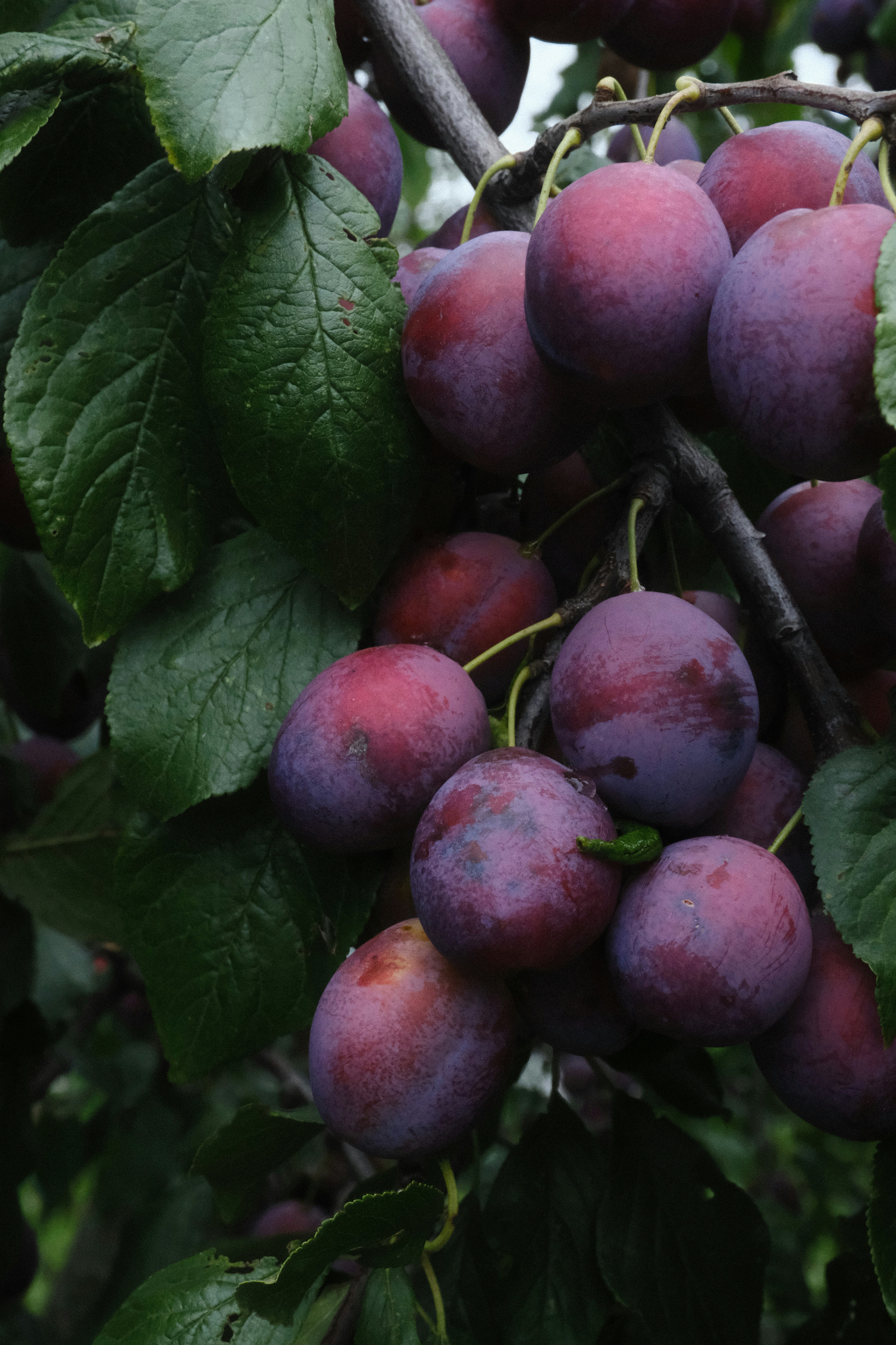 Plums ripening on a tree branch with green leaves photo – Free Food ...