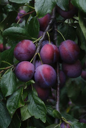 Ripe plums hang from a tree branch.