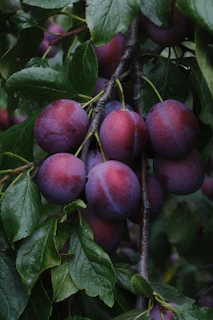 Ripe plums hang from a tree branch.