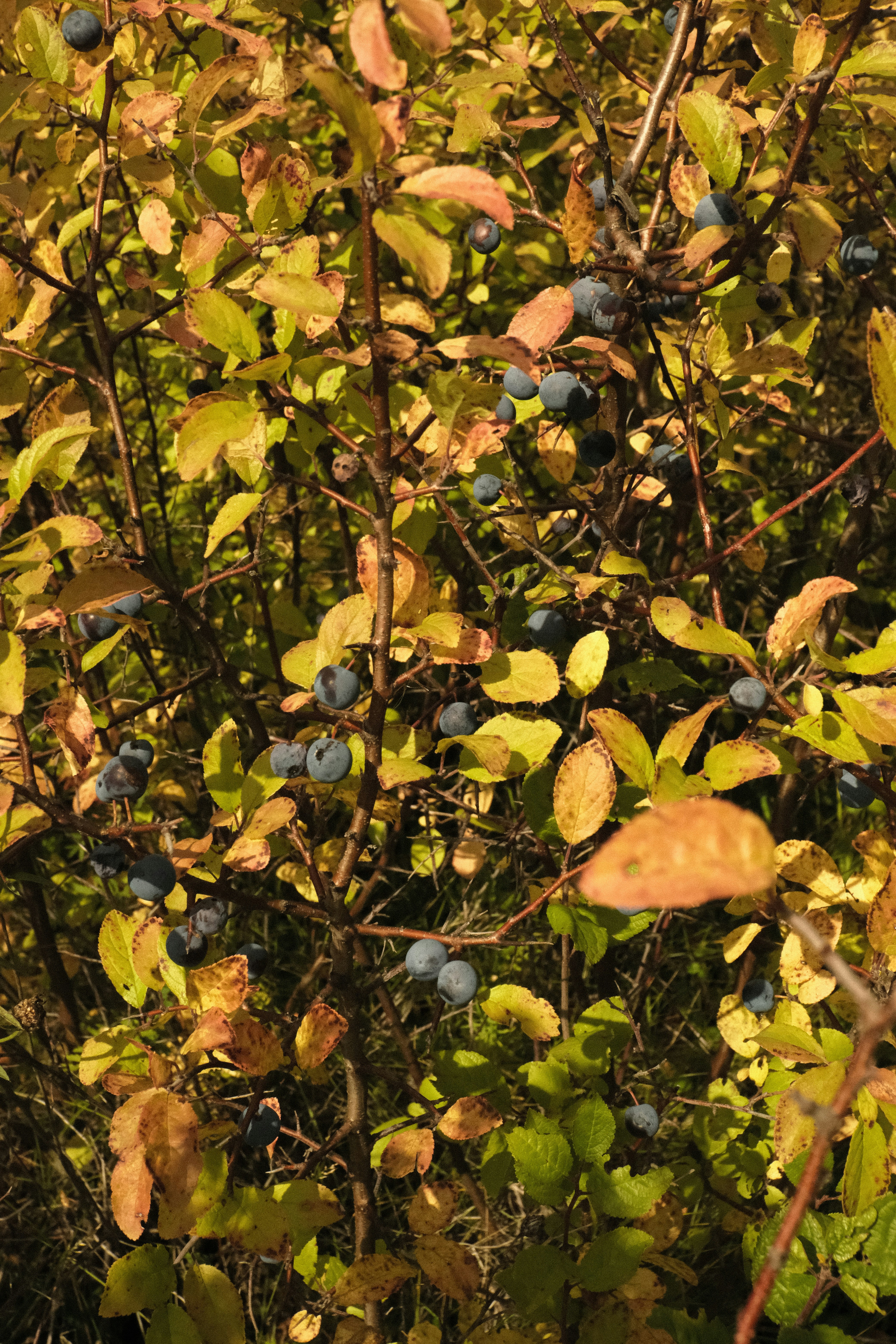 Photo by tatianarudneva