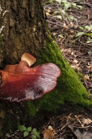 Reishi Mushroom