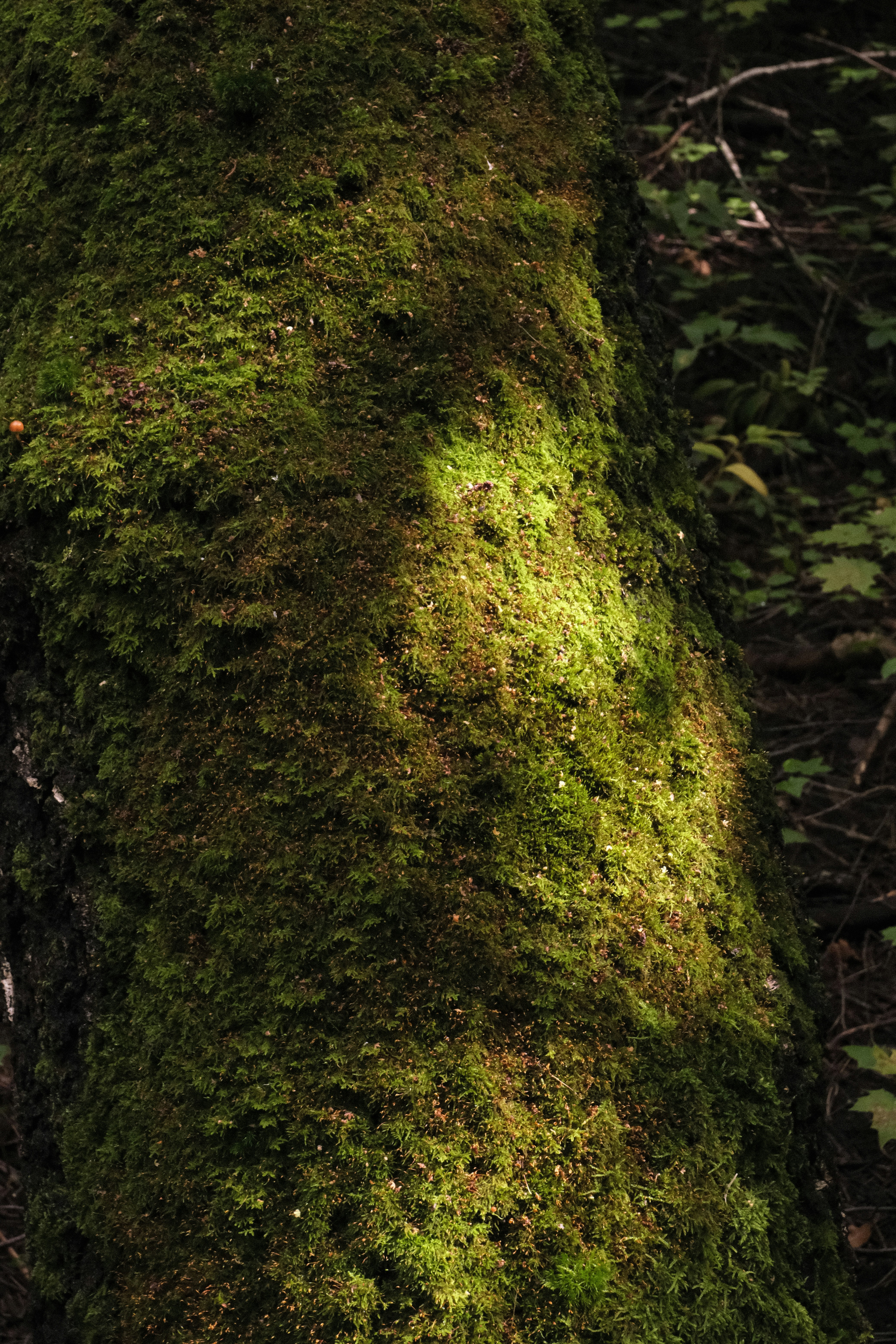 Photo by tatianarudneva