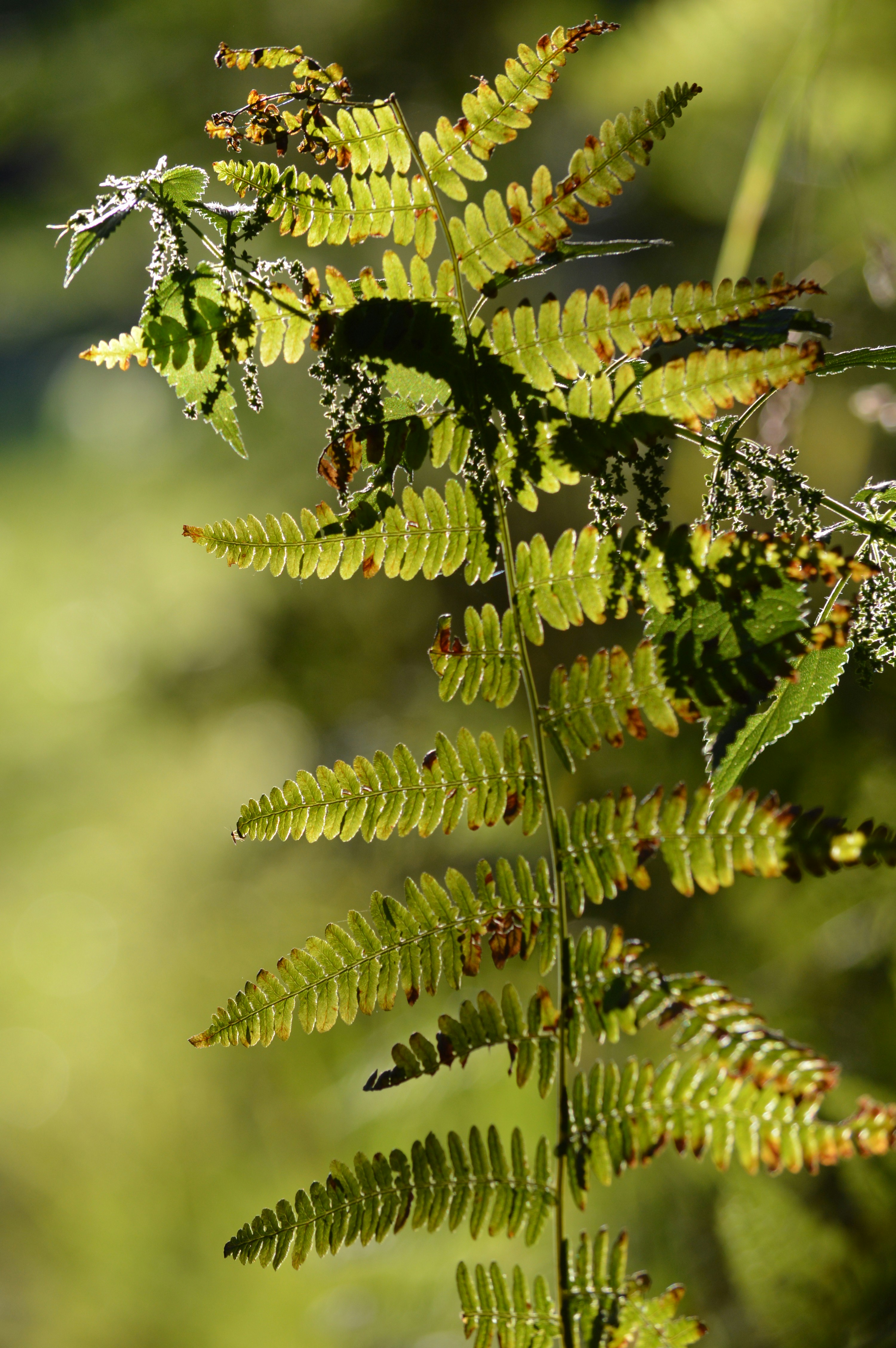 Green fern leaves illuminated by sunlight, with blurred background.