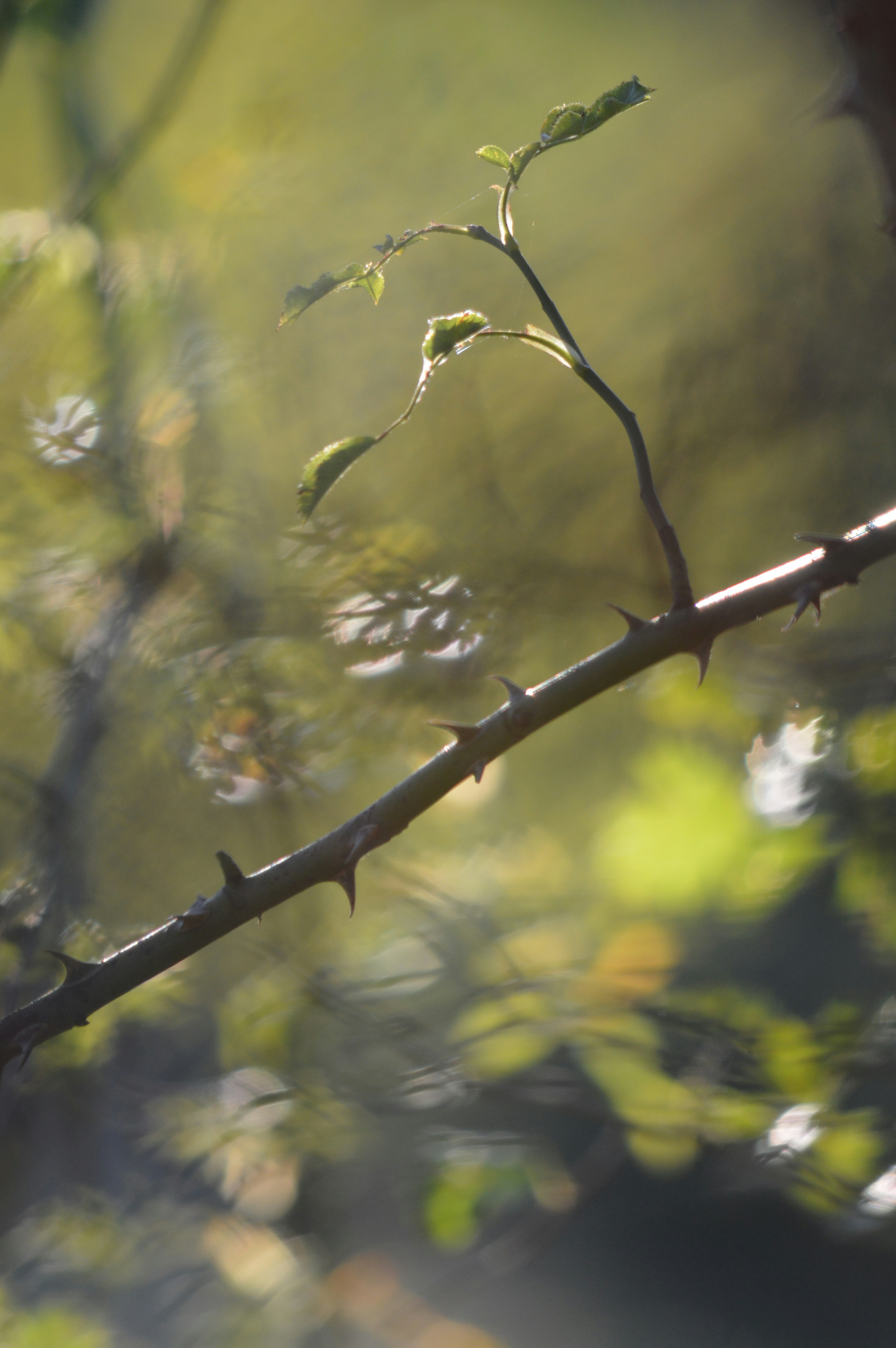 Thorny branch with new leaves in sunlight