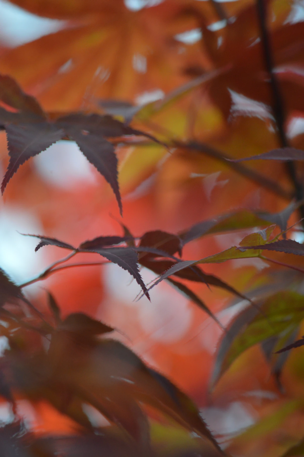 Feuilles d'érable rouge foncé en gros plan