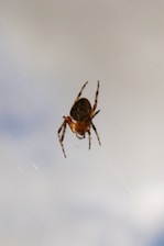 A spider hangs from a web against a cloudy sky.