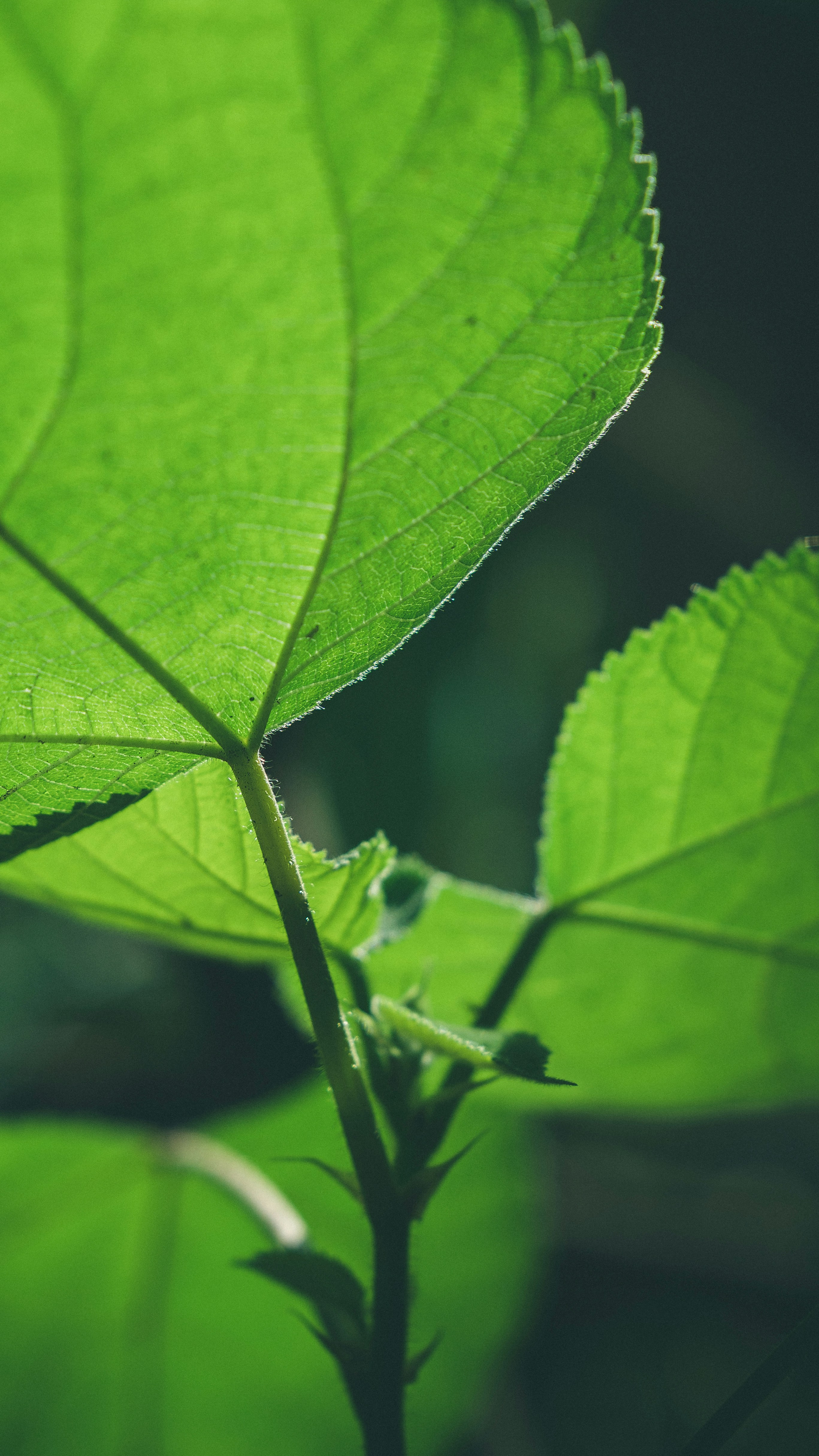 Photo by peek_a_boo_who