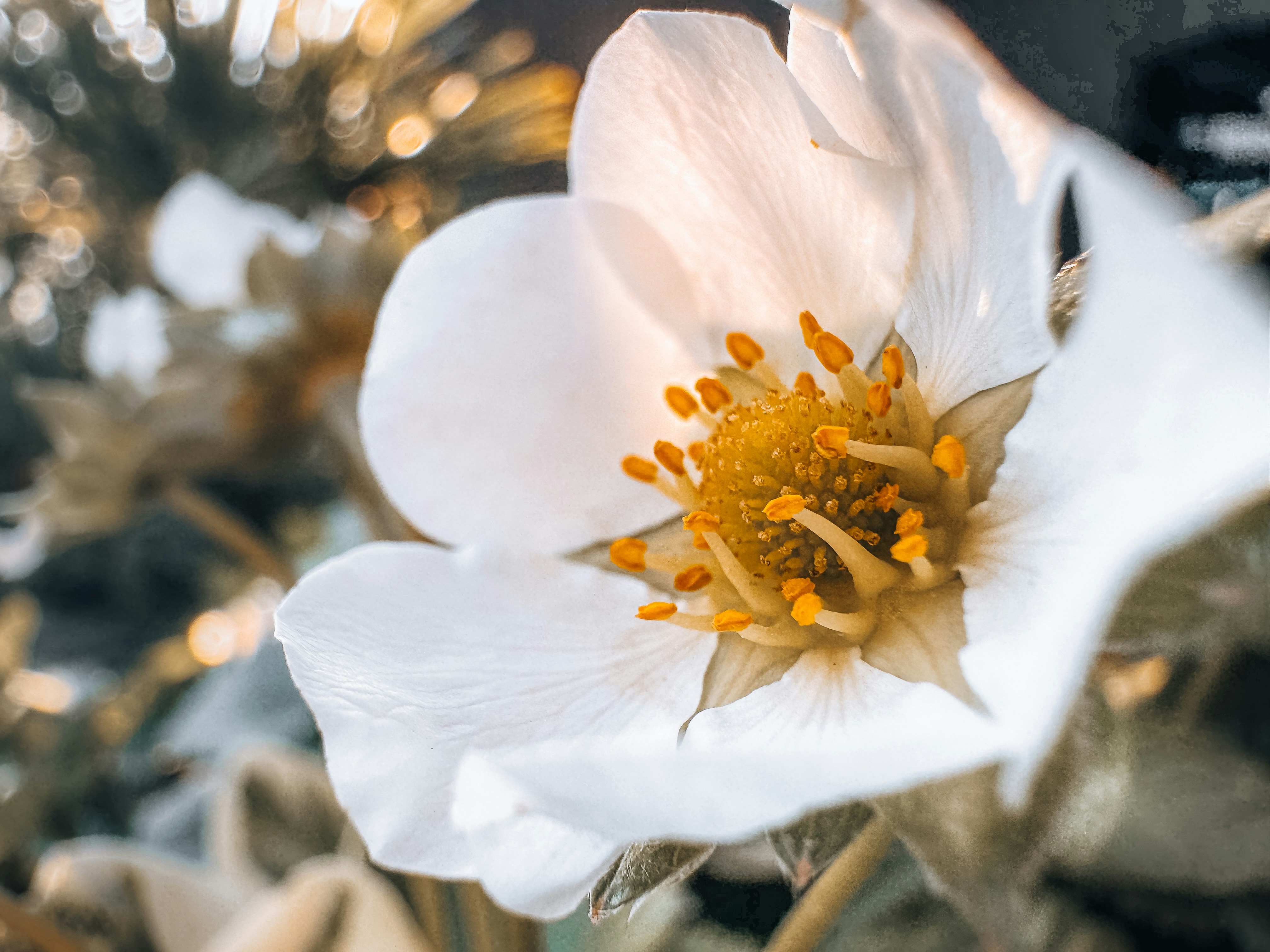 Close-up of a delicate white strawberry flower.