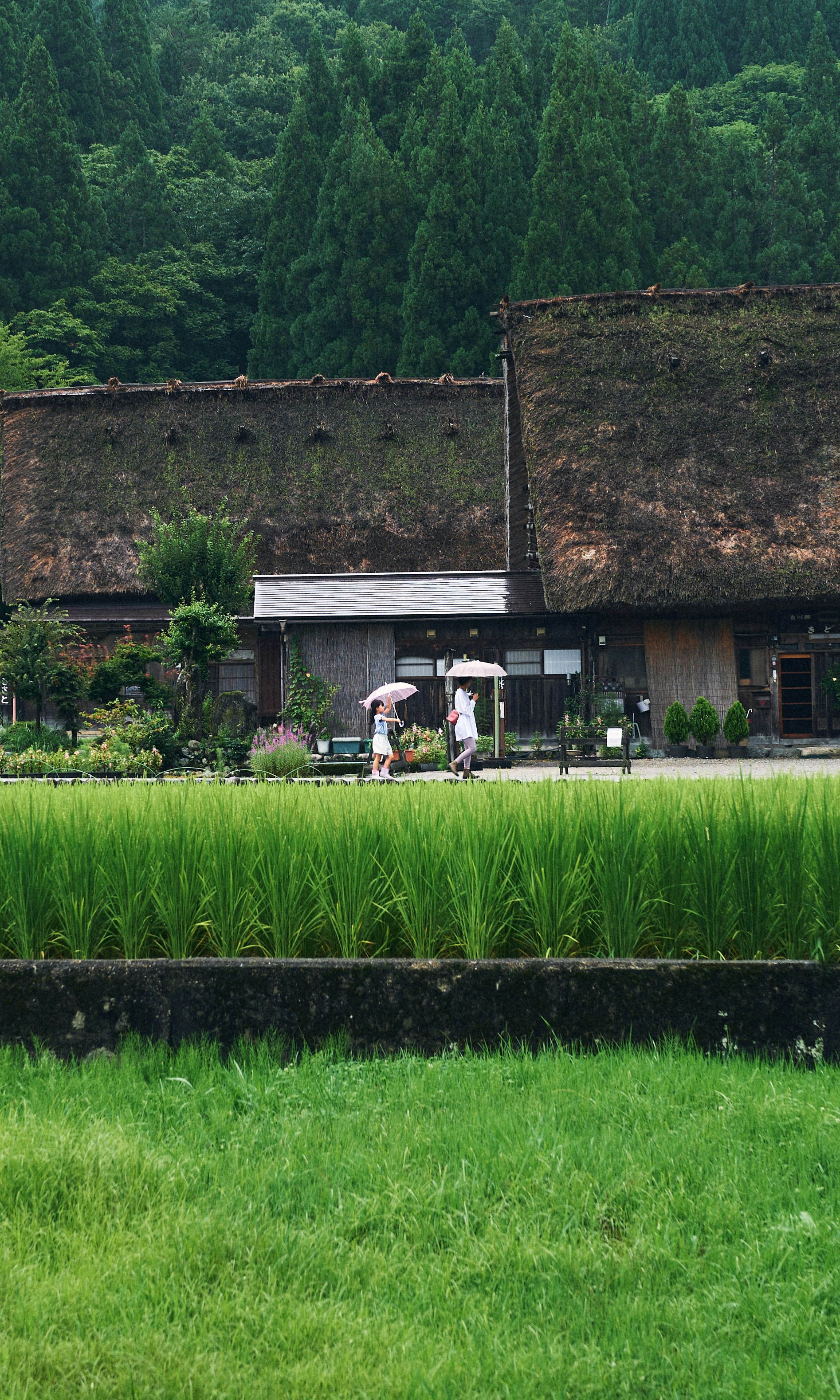 Rice planting in Tohoku countryside
