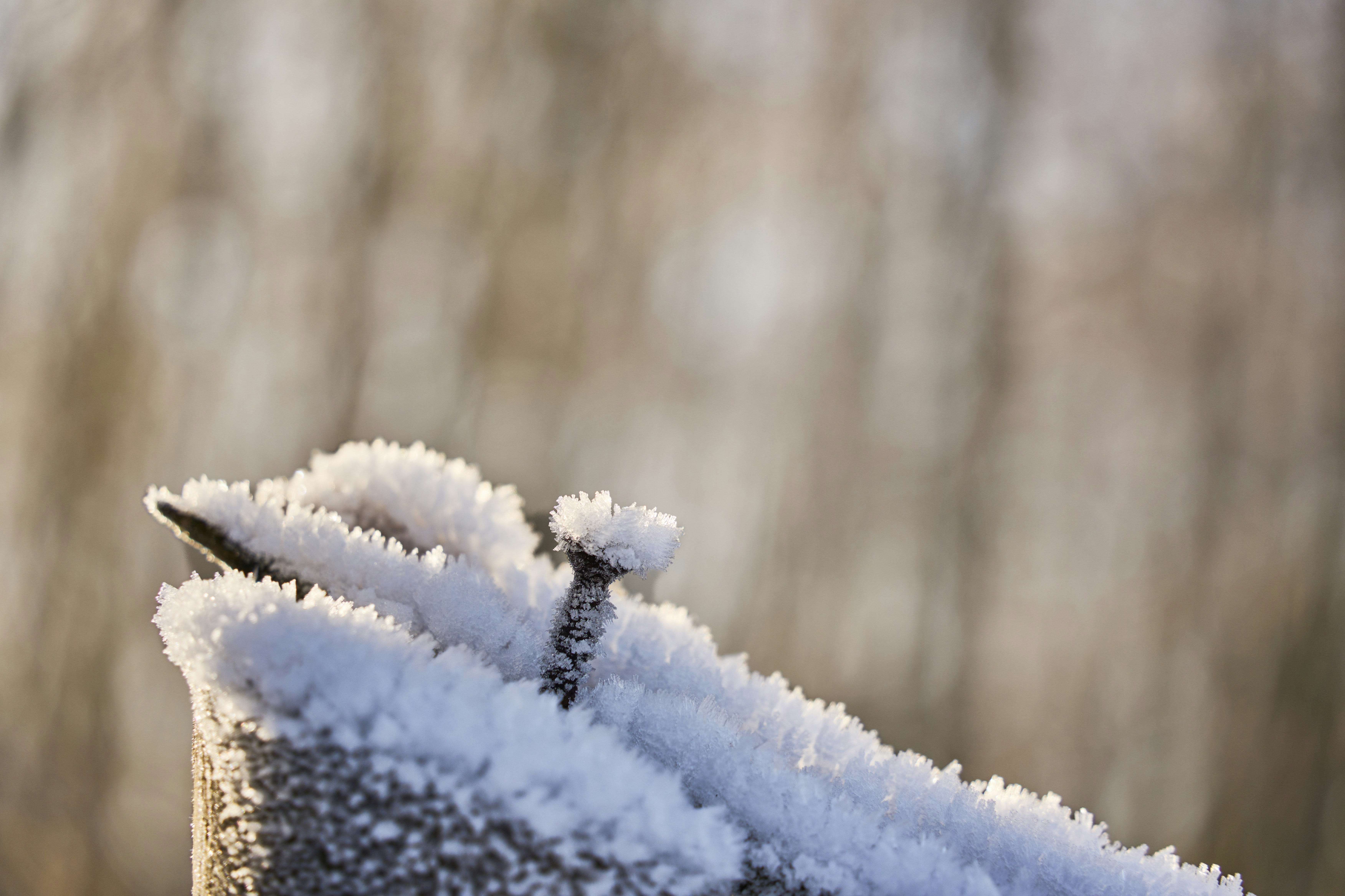 Photo by wolfgang_hasselmann